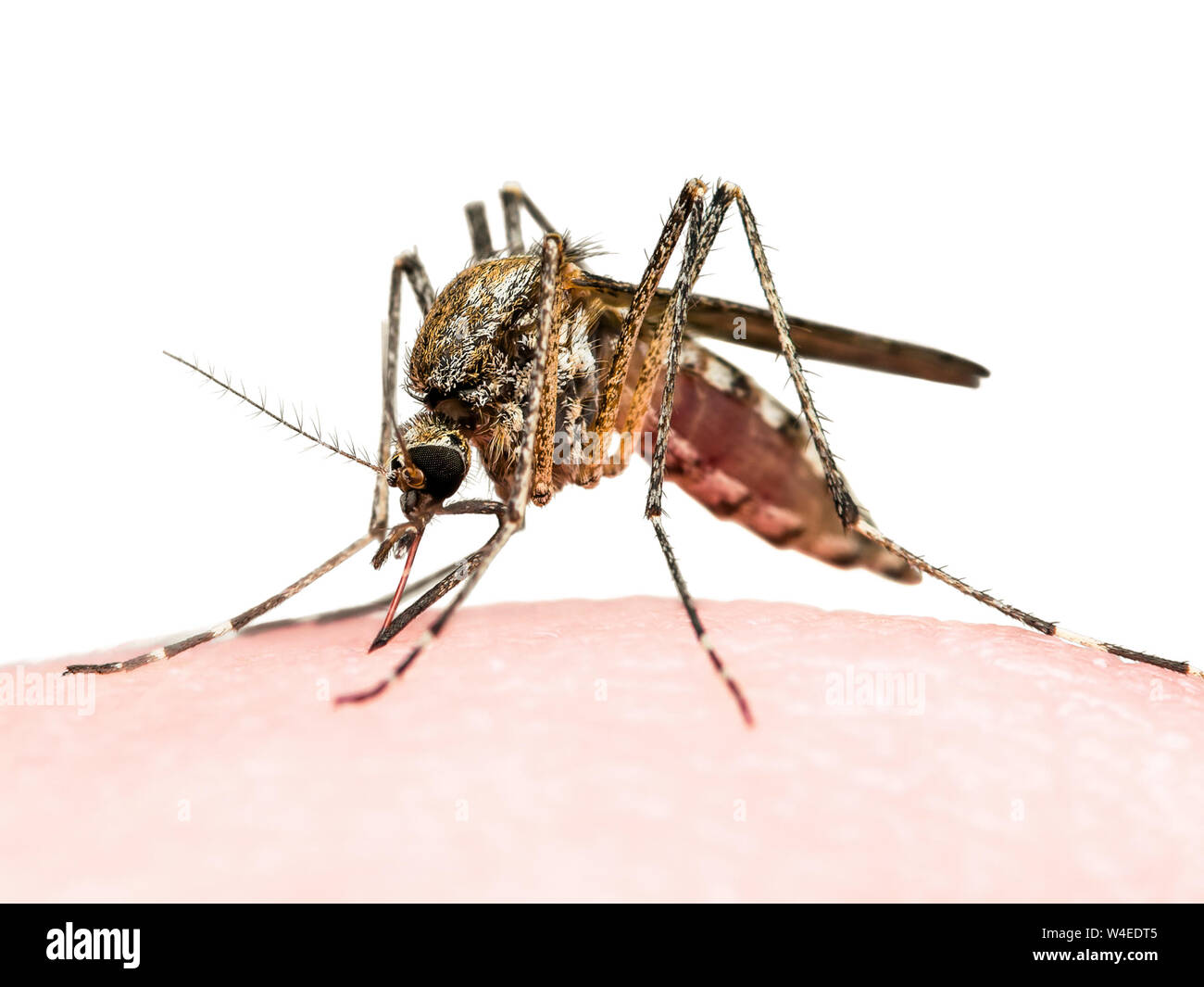 La febbre gialla, la malaria o Virus Zika zanzara infetta morso di insetto  isolati su sfondo bianco Foto stock - Alamy