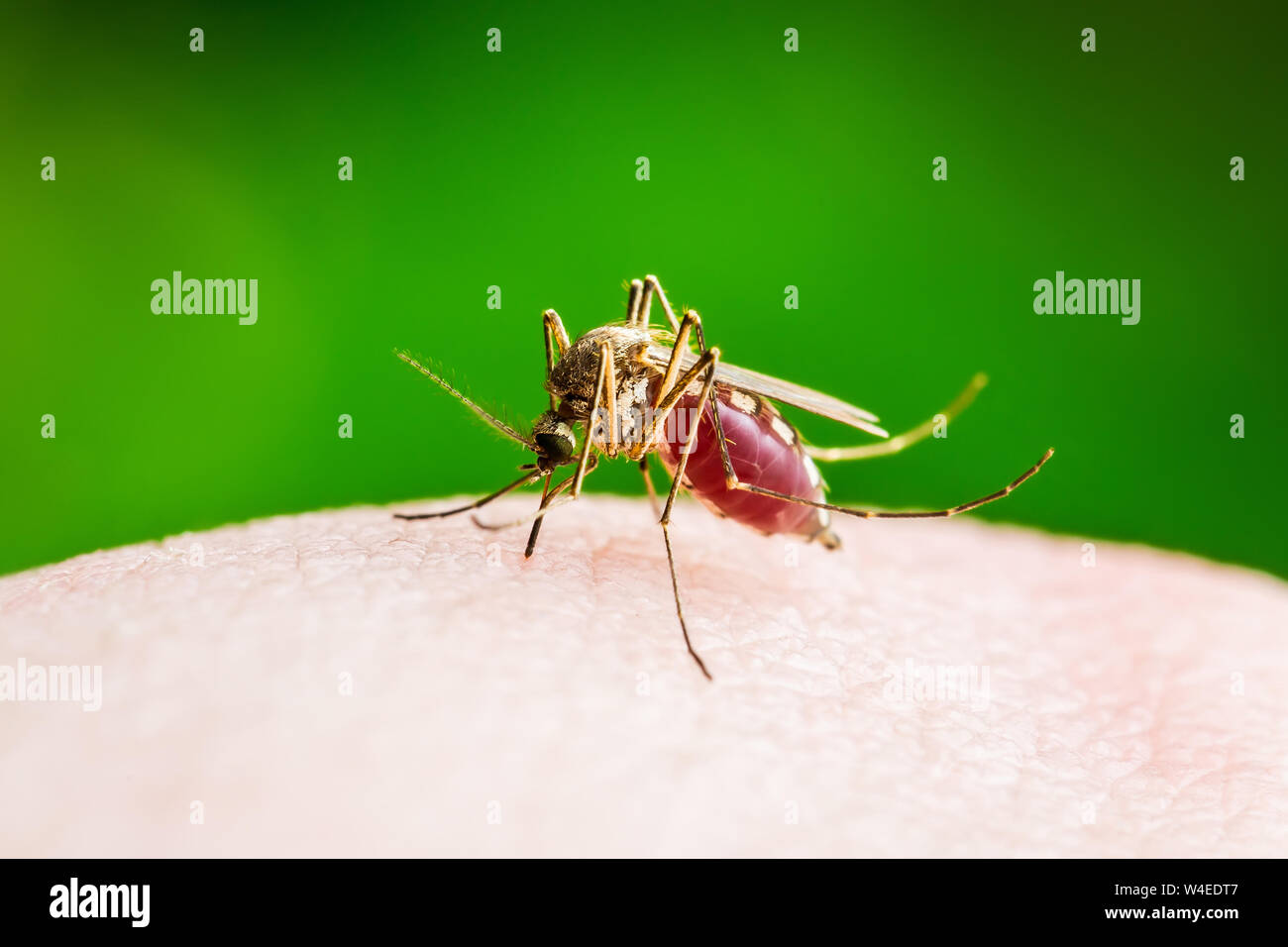 La febbre gialla, la malaria o Zika infettate da virus insetto zanzara Macro su sfondo verde Foto Stock