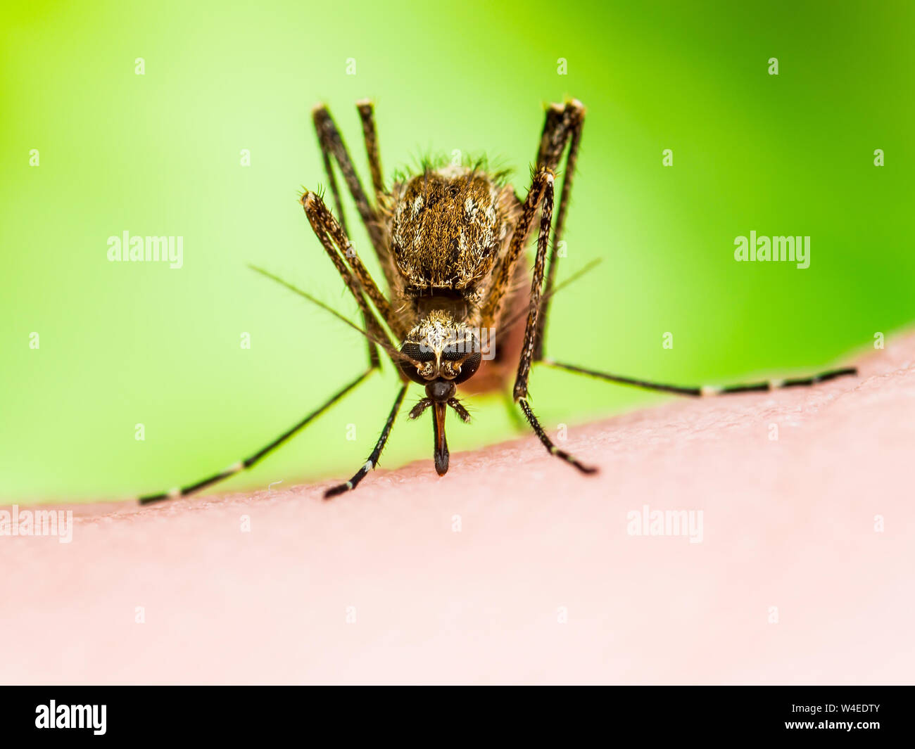 La febbre gialla, la malaria o Zika infettate da virus insetto zanzara Macro su sfondo verde Foto Stock