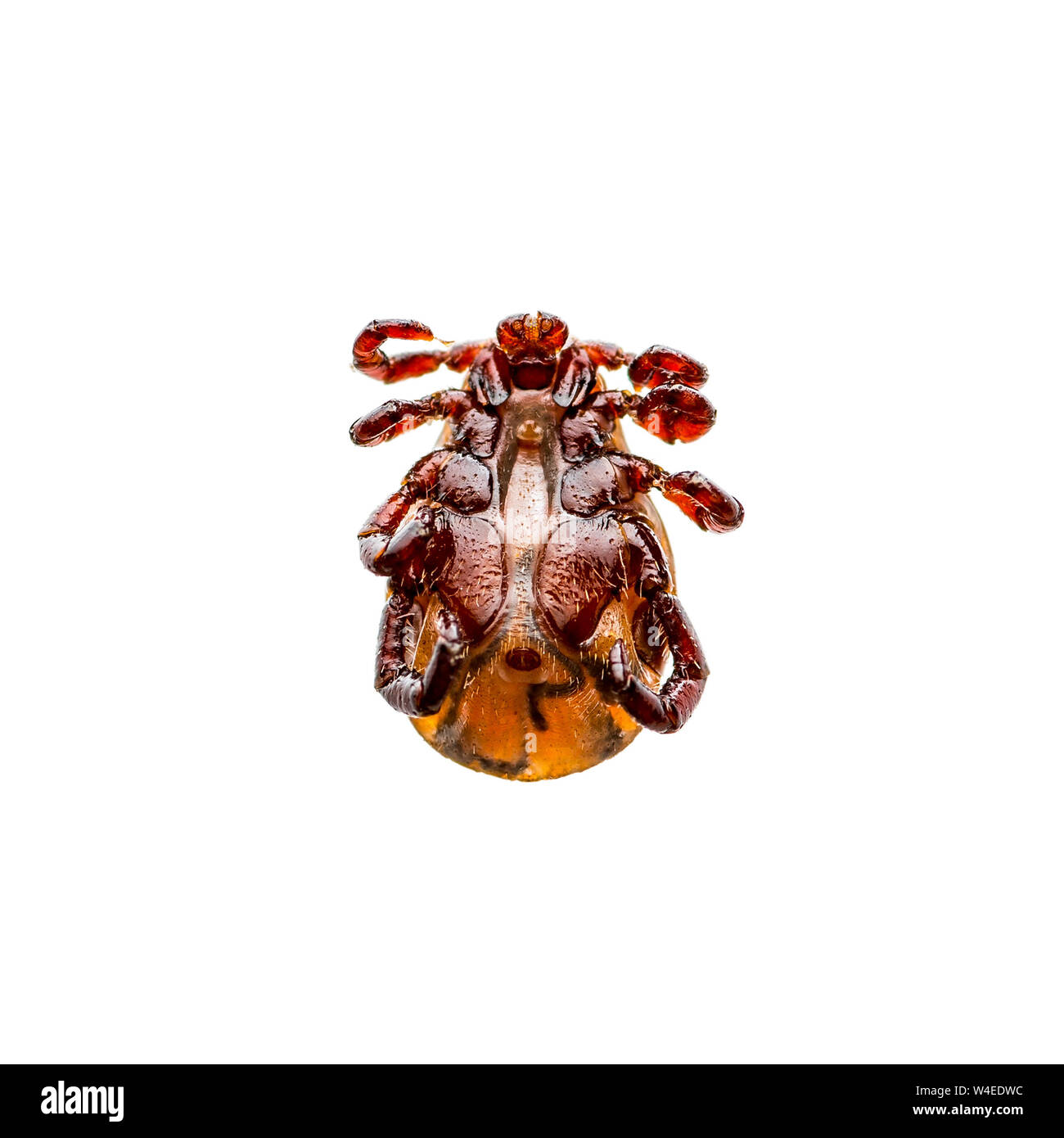 Virus dell'encefalite o malattia di Lyme infettati Dermacentor Tick aracnide insetto infestante isolati su sfondo bianco Foto Stock