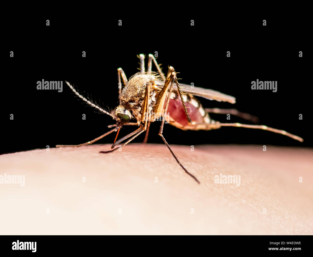 La febbre gialla, la malaria o Virus Zika zanzara infetta morso di insetto isolati su sfondo nero Foto Stock
