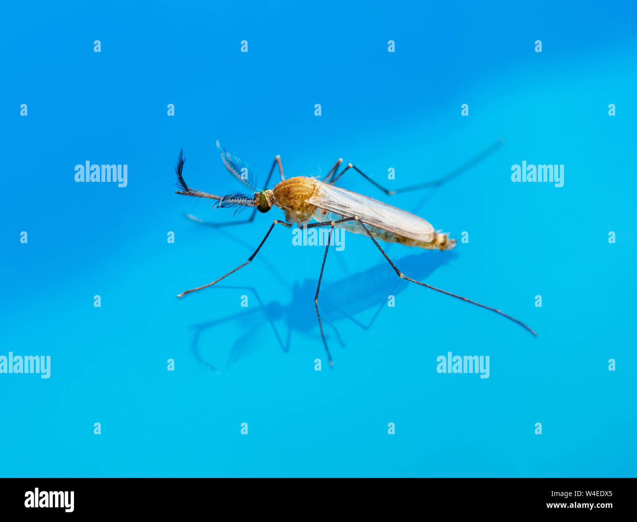 La febbre gialla, la malaria o Virus Zika zanzara infetta Macro di insetti sull'acqua Foto Stock