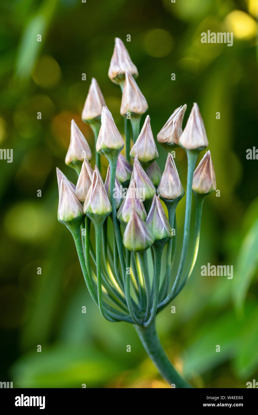 Boccioli di fiori - Butchart Gardens - Brentwood Bay, vicino a Victoria, Isola di Vancouver, British Columbia, Canada Foto Stock