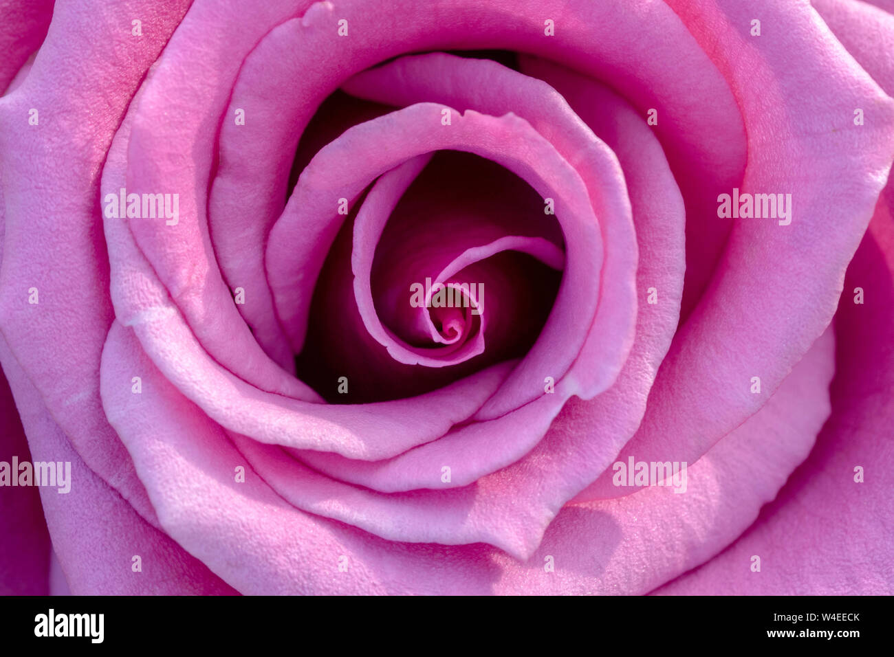Close-up di Shi-ONU Rose ai Giardini Butchart - Brentwood Bay, vicino a Victoria, Isola di Vancouver, British Columbia, Canada Foto Stock