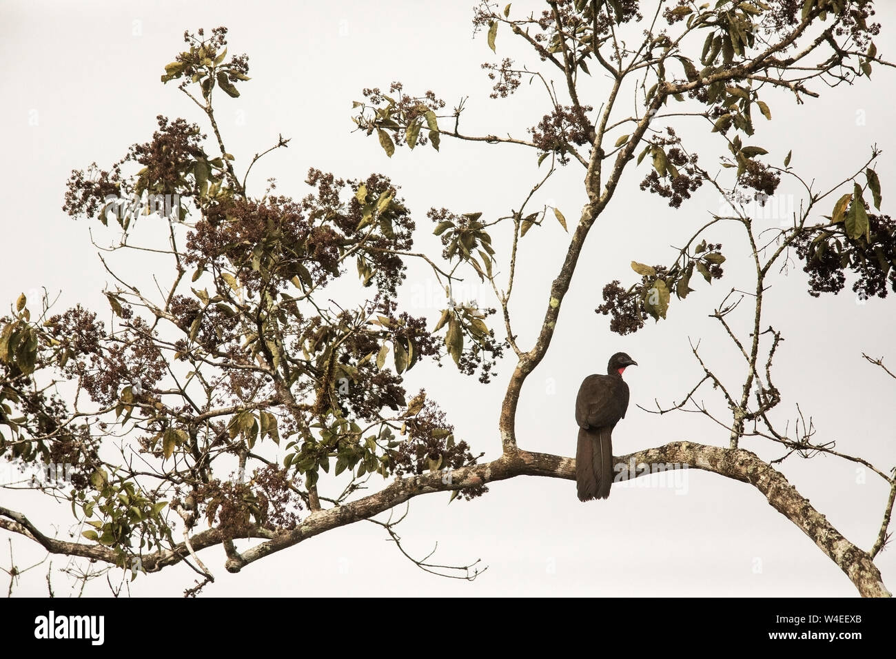 Crested guan (Penelope purpurascens) - La Laguna del Lagarto Eco-Lodge, Boca Tapada, Costa Rica Foto Stock