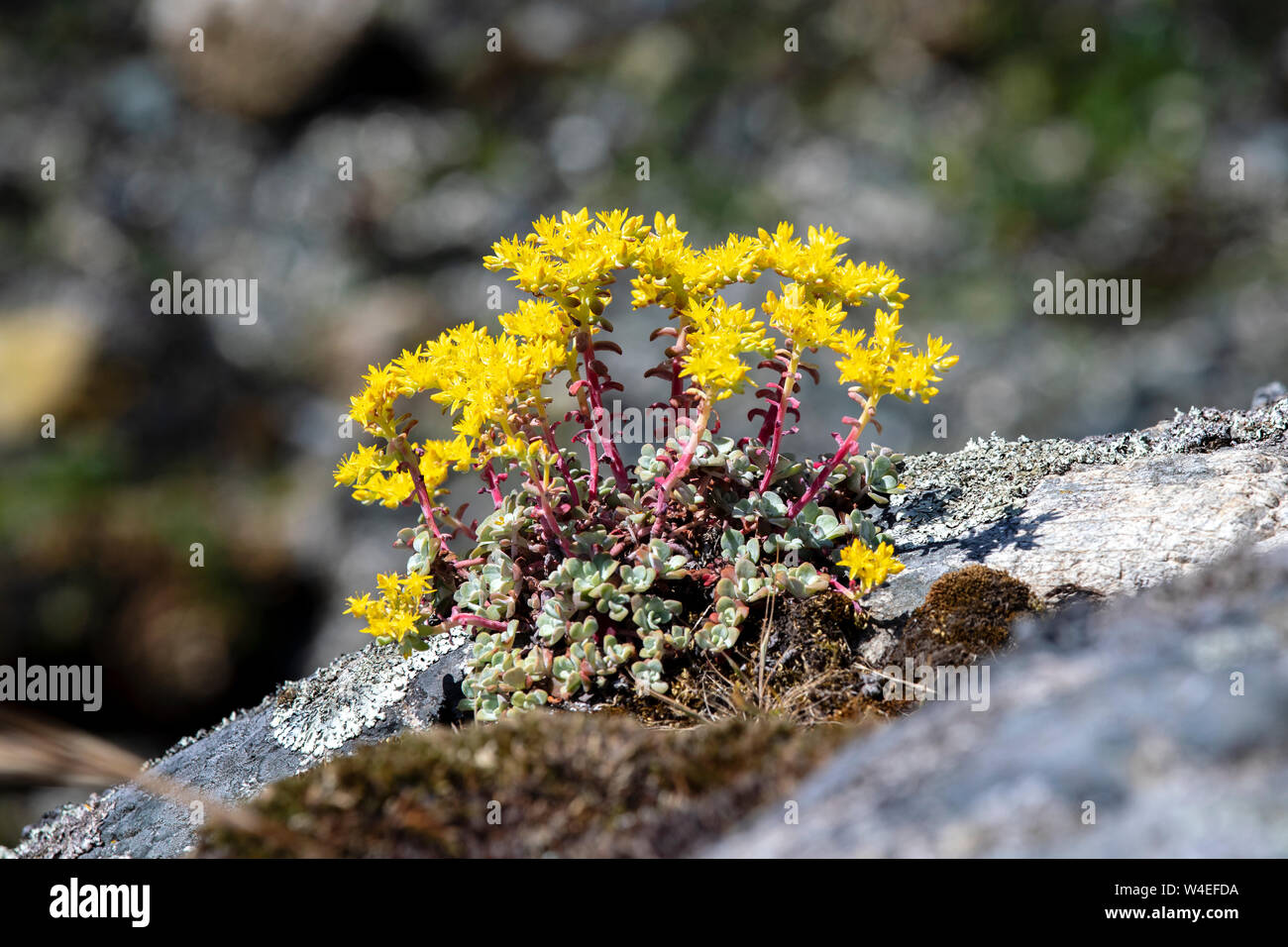 Di latifoglie (stonecrop Sedum spathulifolium) - West Bay passerella - Victoria, Isola di Vancouver, British Columbia, Canada Foto Stock