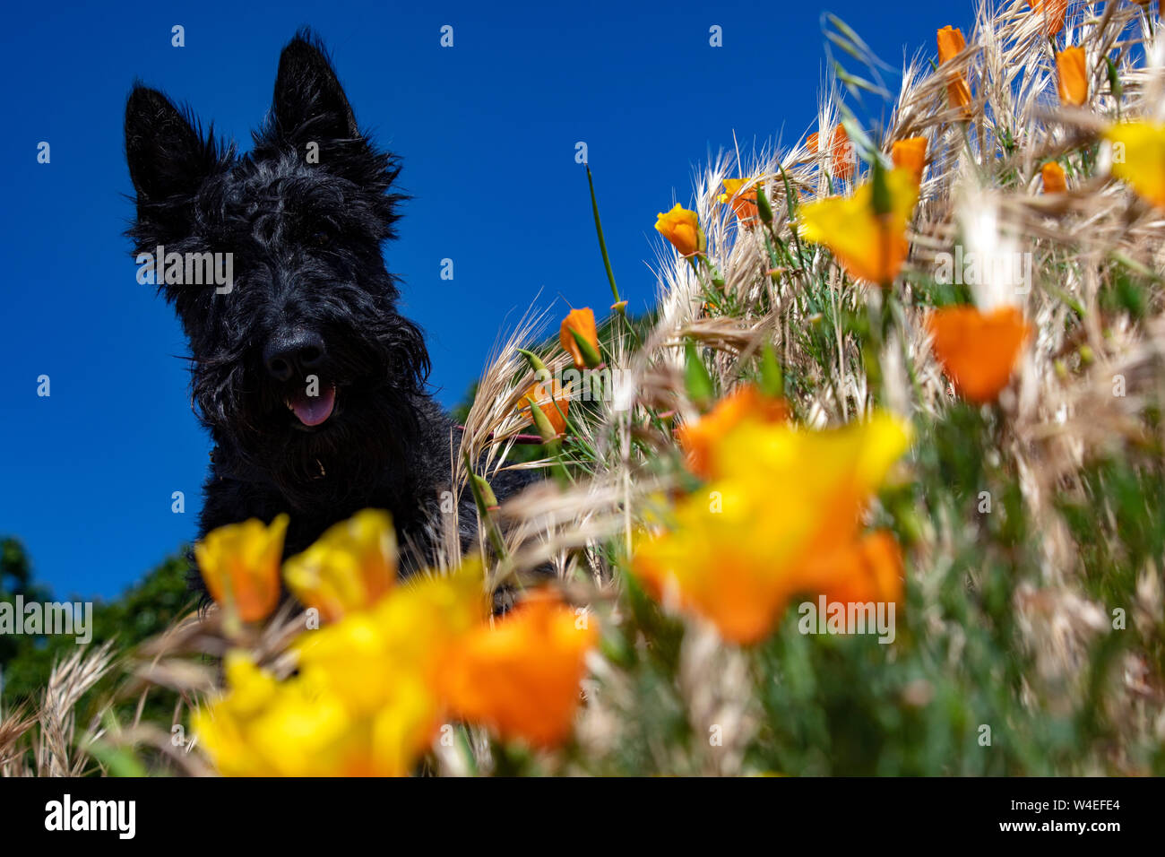 Scottish Terrier mix tra campo di papaveri Californaia - West Bay passerella - Victoria, Isola di Vancouver, British Columbia, Canada Foto Stock