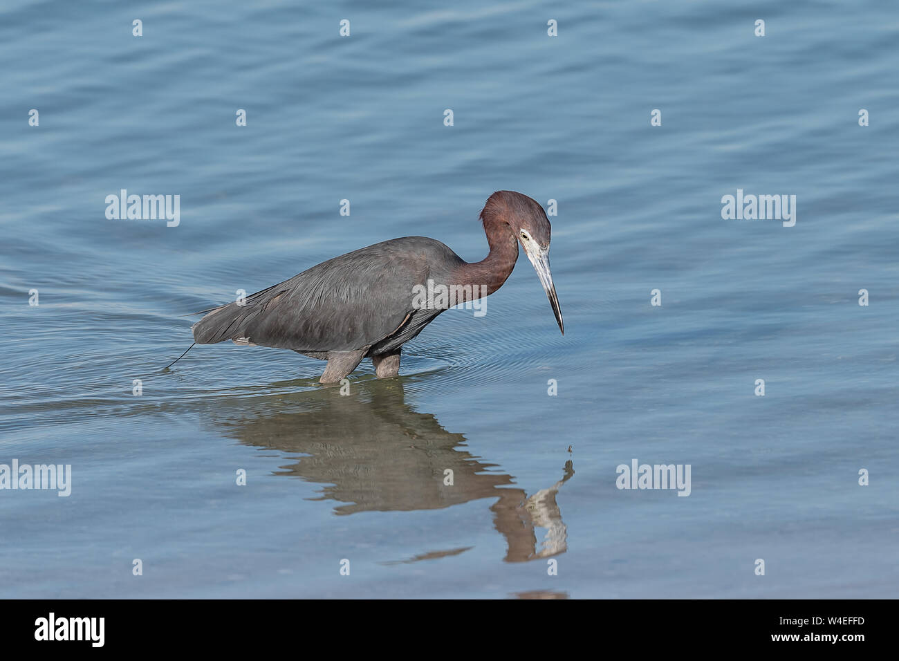 Garzetta rossastra guadare attraverso l'acqua a caccia di cibo Foto Stock Garzetta rossastra guadare attraverso l'acqua a caccia di cibo Foto Stock