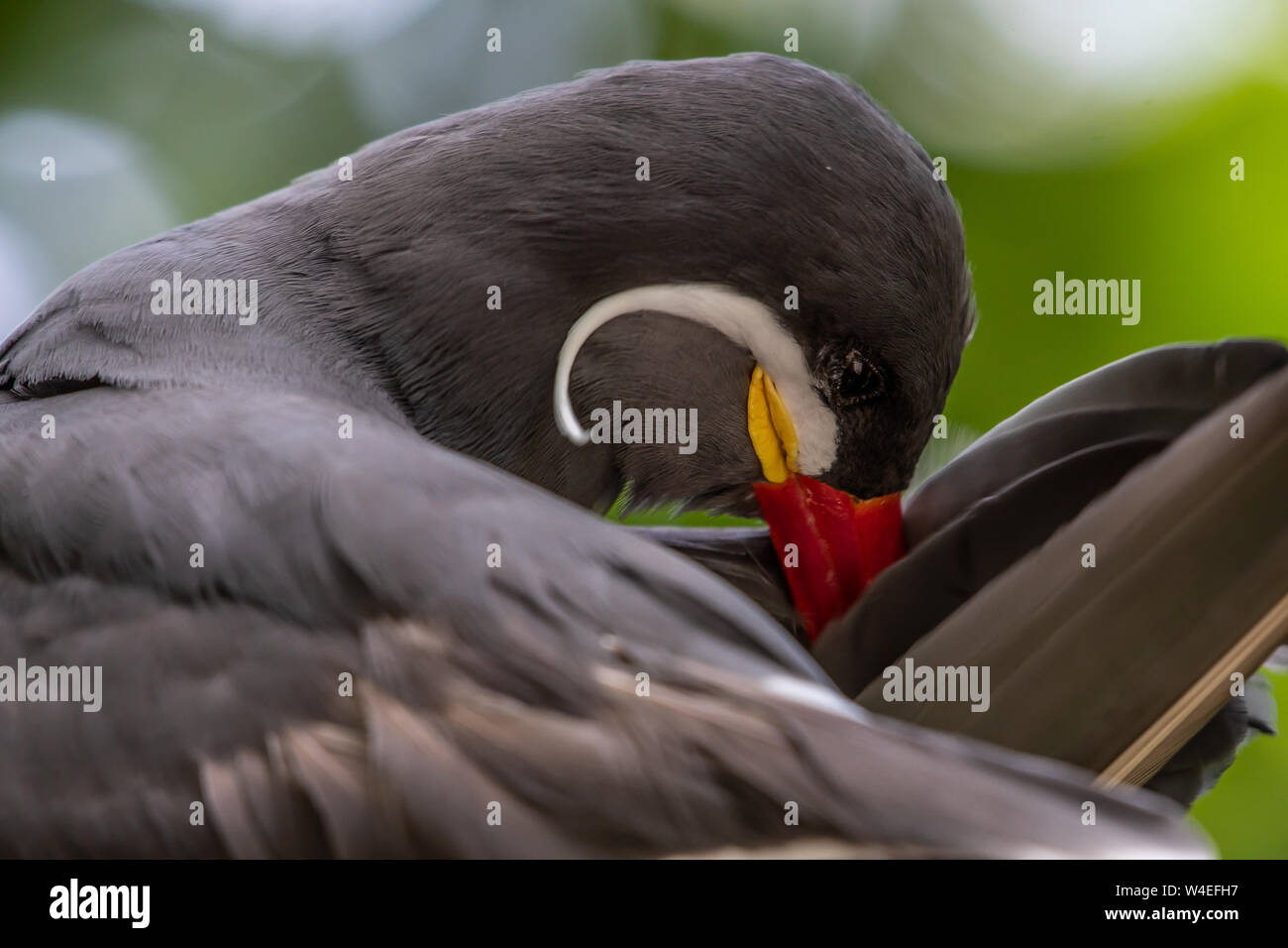 Inca tern preening con un manubrio bianco i baffi Foto Stock