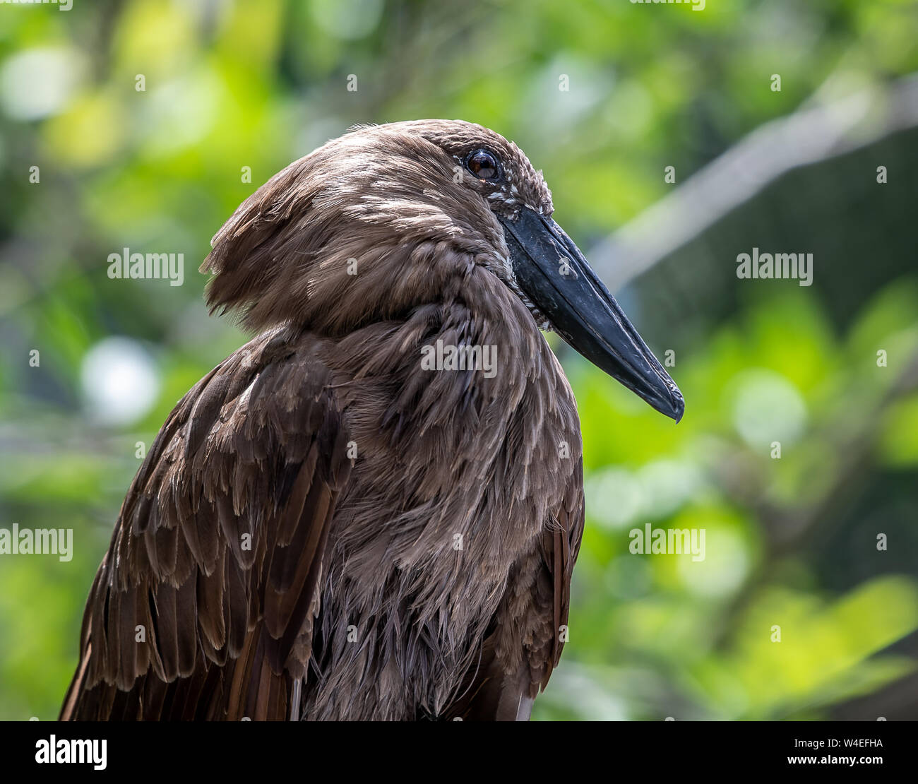 Uccello marrone con becco nero seduto in una struttura ad albero Foto Stock