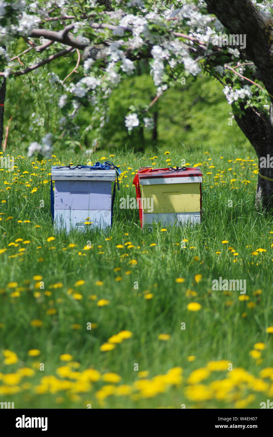 Colorato alveari in Apple frutteto pieno di tarassaco Foto Stock