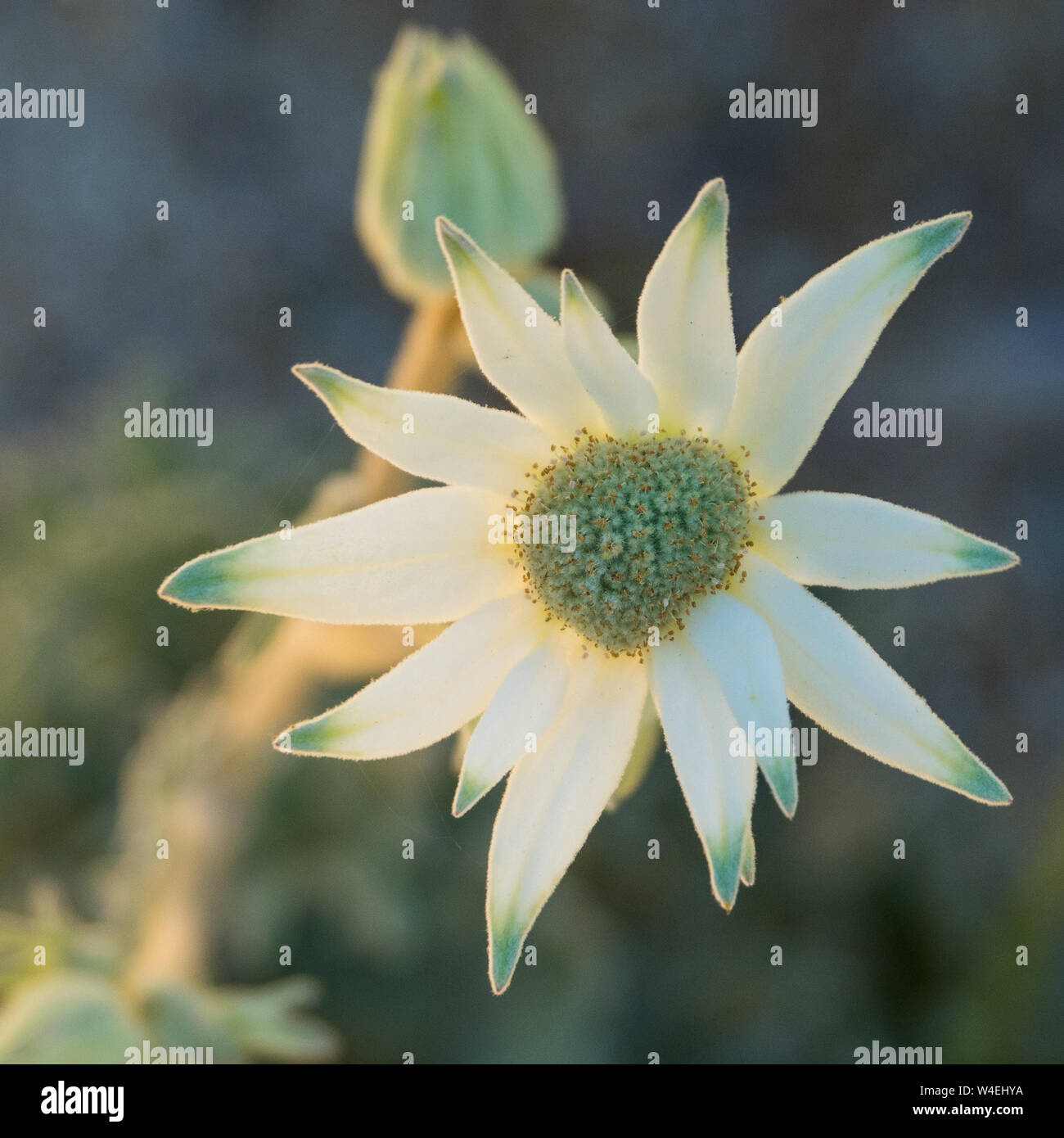 Fiori di flanella, fiori e boccioli nativi australiani, fiori selvatici Foto Stock