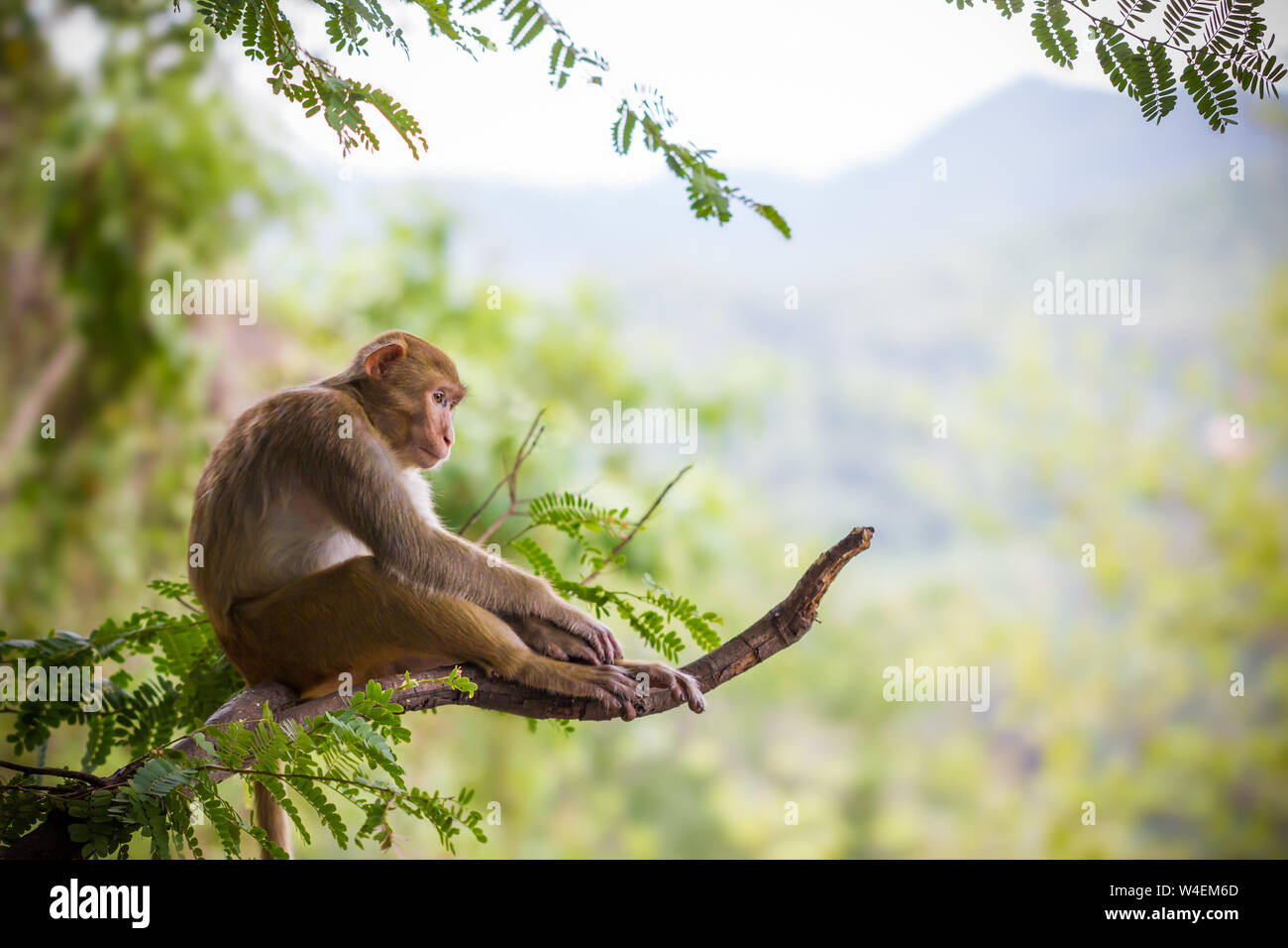 Scimmia maschile seduto su un ramo di tamarin e sfondo di montagna. Foto Stock