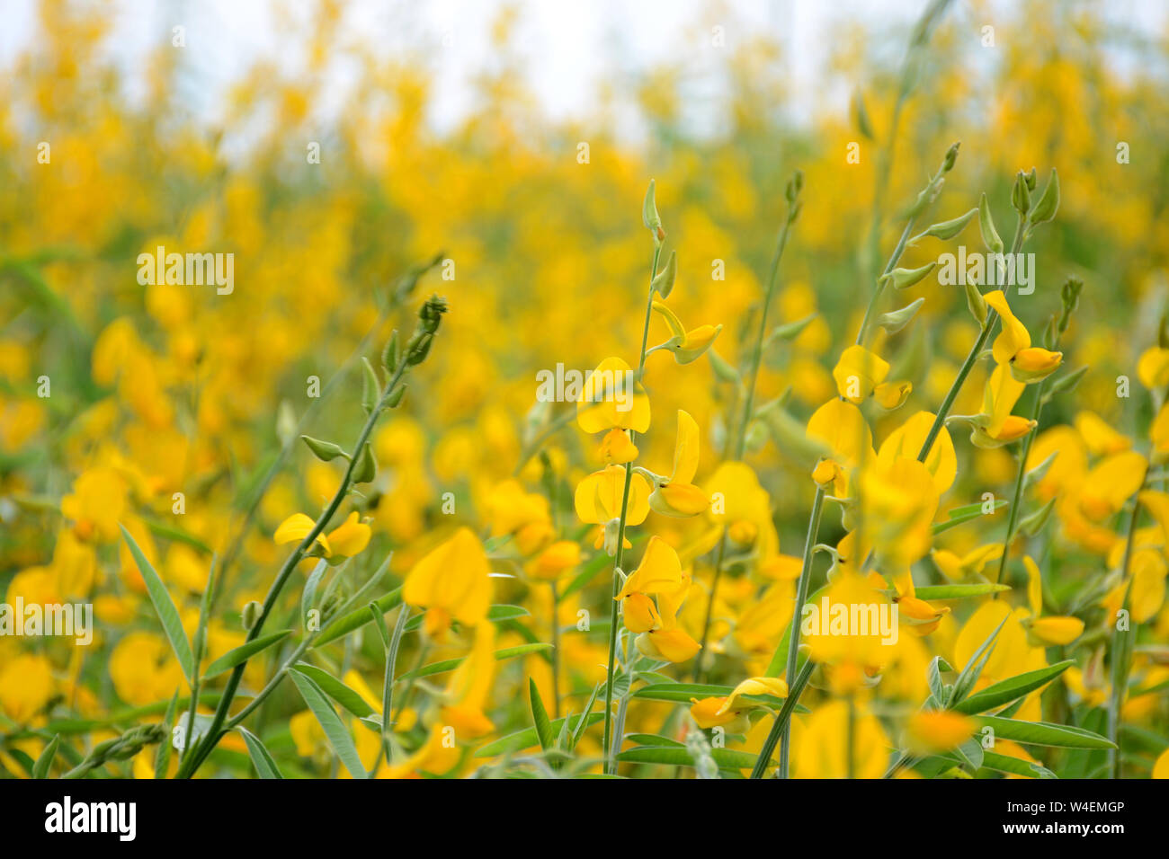 Bella vista di una piantagione di fiori gialli in Florida perfetto per la presentazione Foto Stock