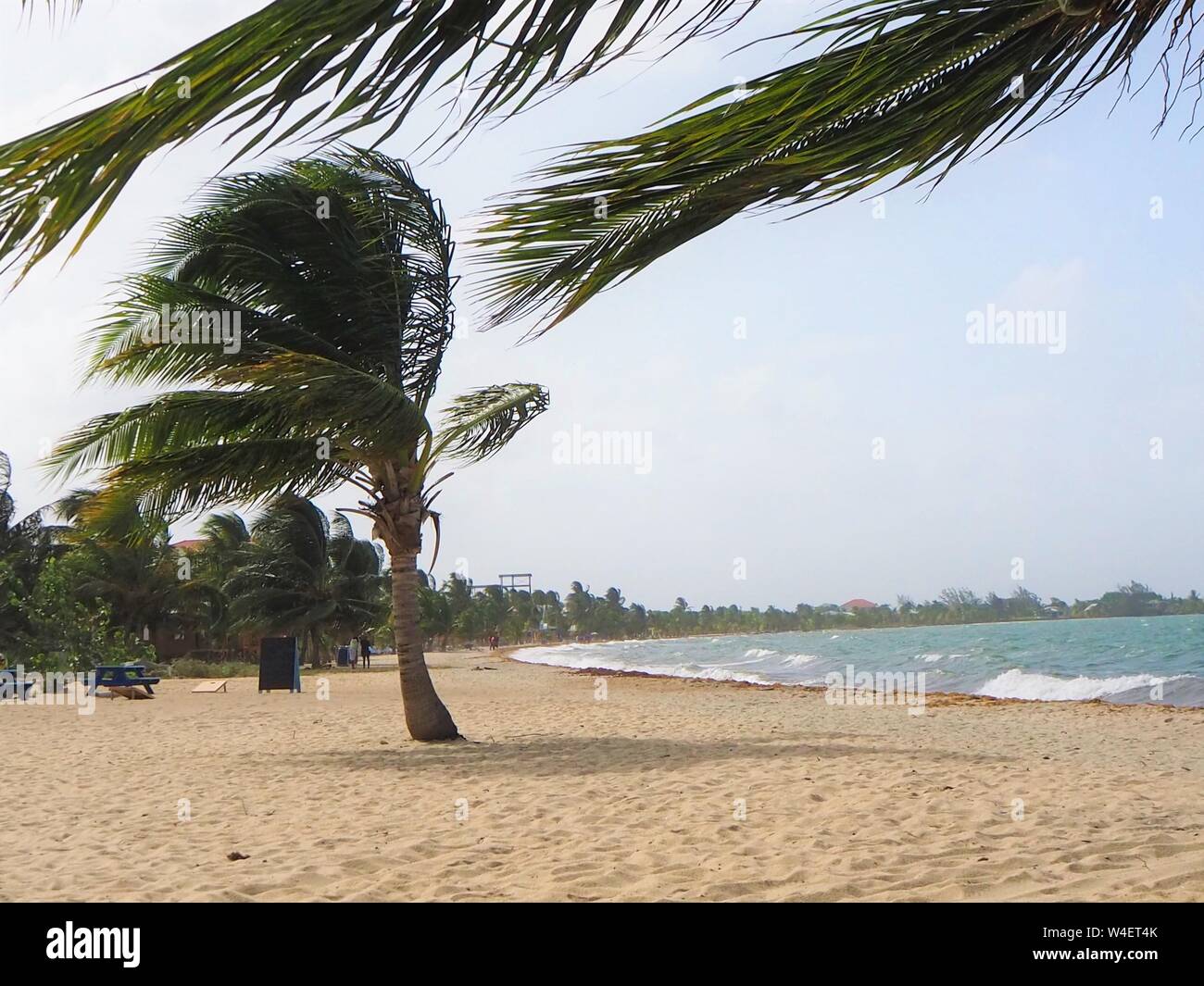 Spiaggia di Placencia, Belize, palme tropicali e il mare e la sabbia sulla spiaggia del Mar dei Caraibi. Foto Stock