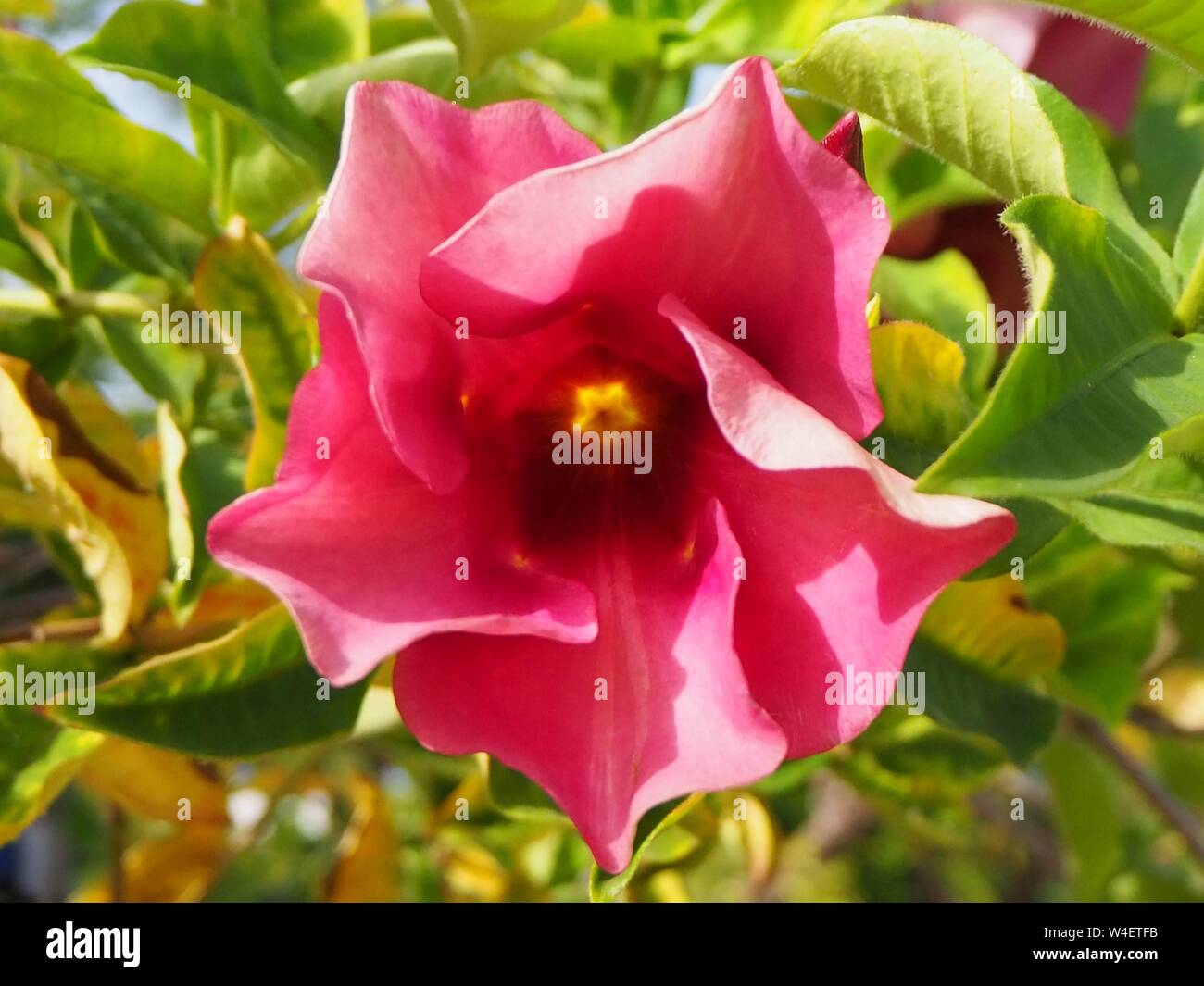 Rosa grazioso fiori in Belize anche visto in El Salvador sulla Ruta Des La Flores. Vacanza tropicale fiori Foto Stock