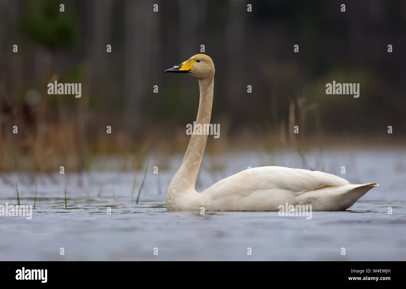 Lonely whooper swan nuota su acque grigie del piccolo laghetto nel buio tempo di primavera Foto Stock