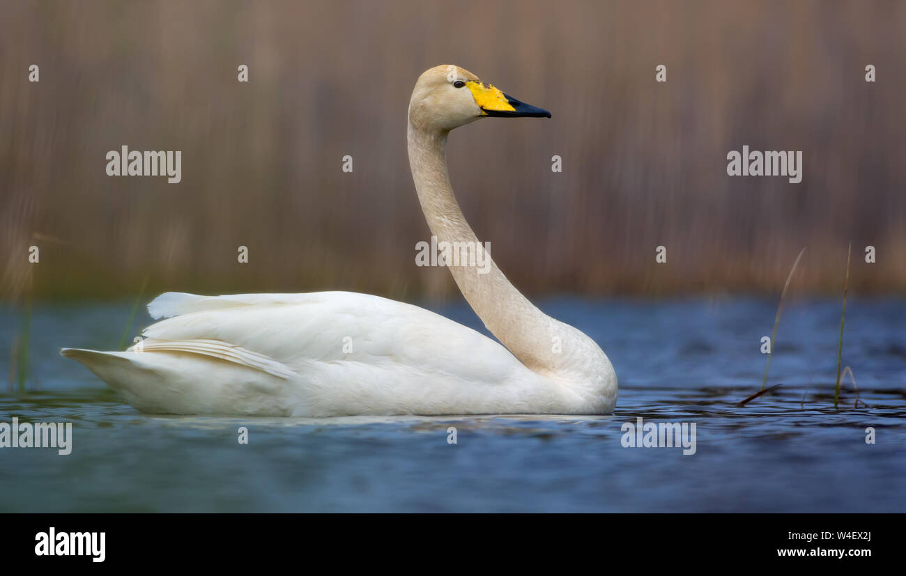 Luminosa e soleggiata e immagine di adulto whooper swan nuoto sul colore blu superficie di acqua Foto Stock