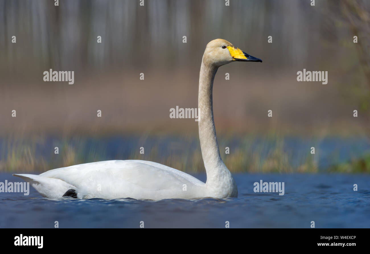 Chiudere il colpo di adulto Whooper swan nuoto in soluzione satura di acqua colorata di stagno a molla Foto Stock