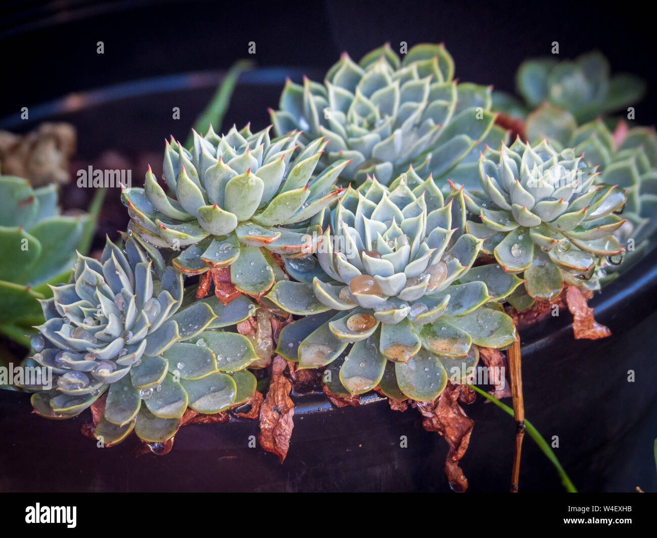Raggruppamento di cinque Succulenti che crescono e prosperano in un vecchio vaso di plastica nonostante la mancanza di cura, e ricoperti da gocce d'acqua Foto Stock