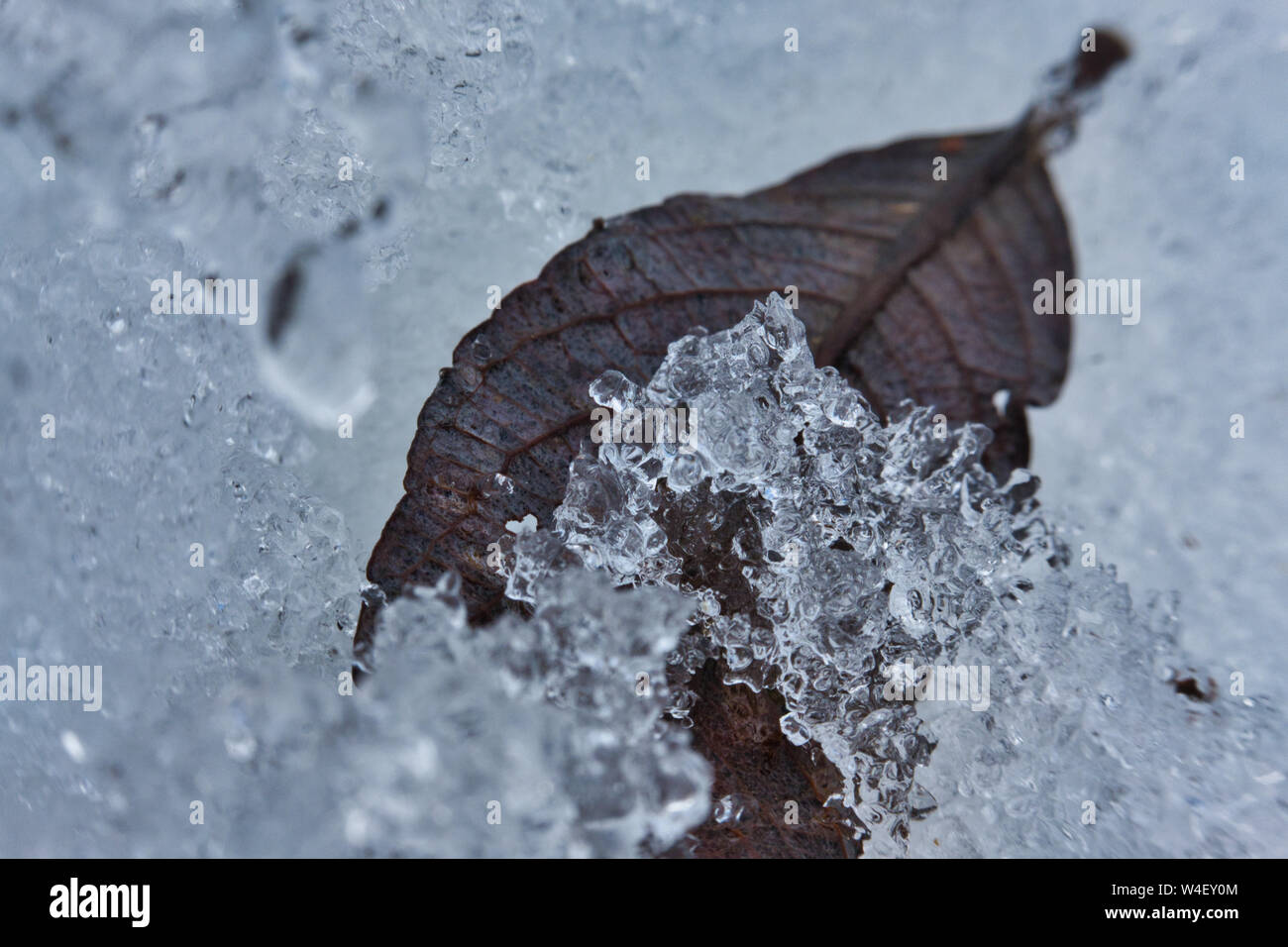 Brown ante in cristallo come il ghiaccio. Foto Stock