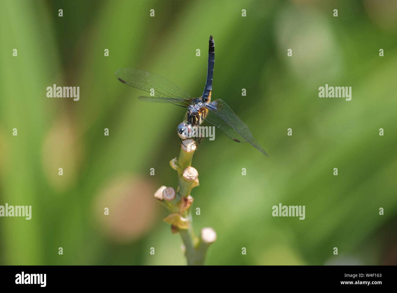 Libellula blu appollaiato su un ramo.ala Foto Stock