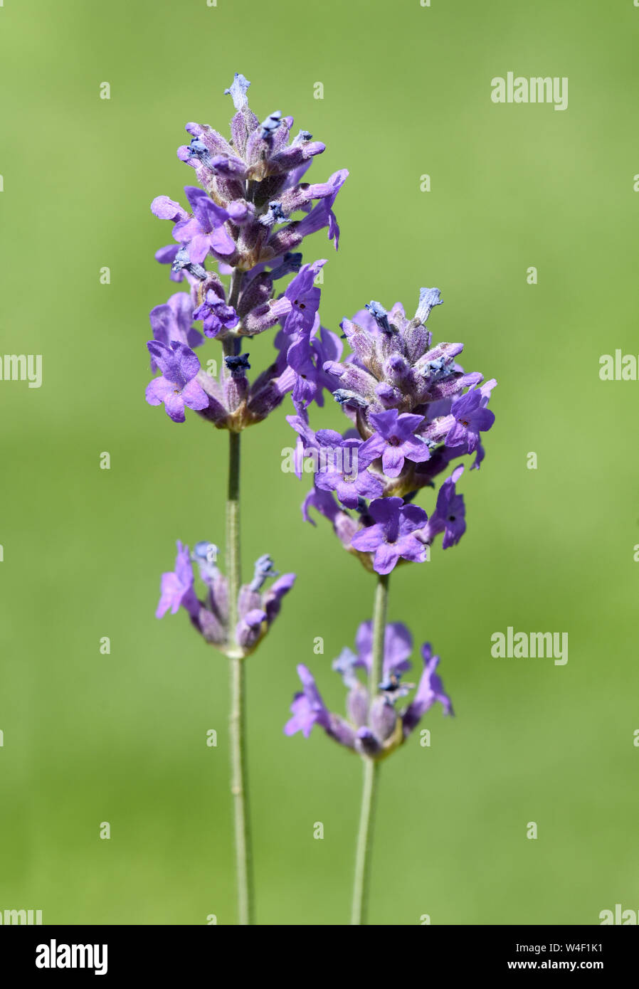 Lavendel, Lavendula, angustifolia, officinalis Foto Stock