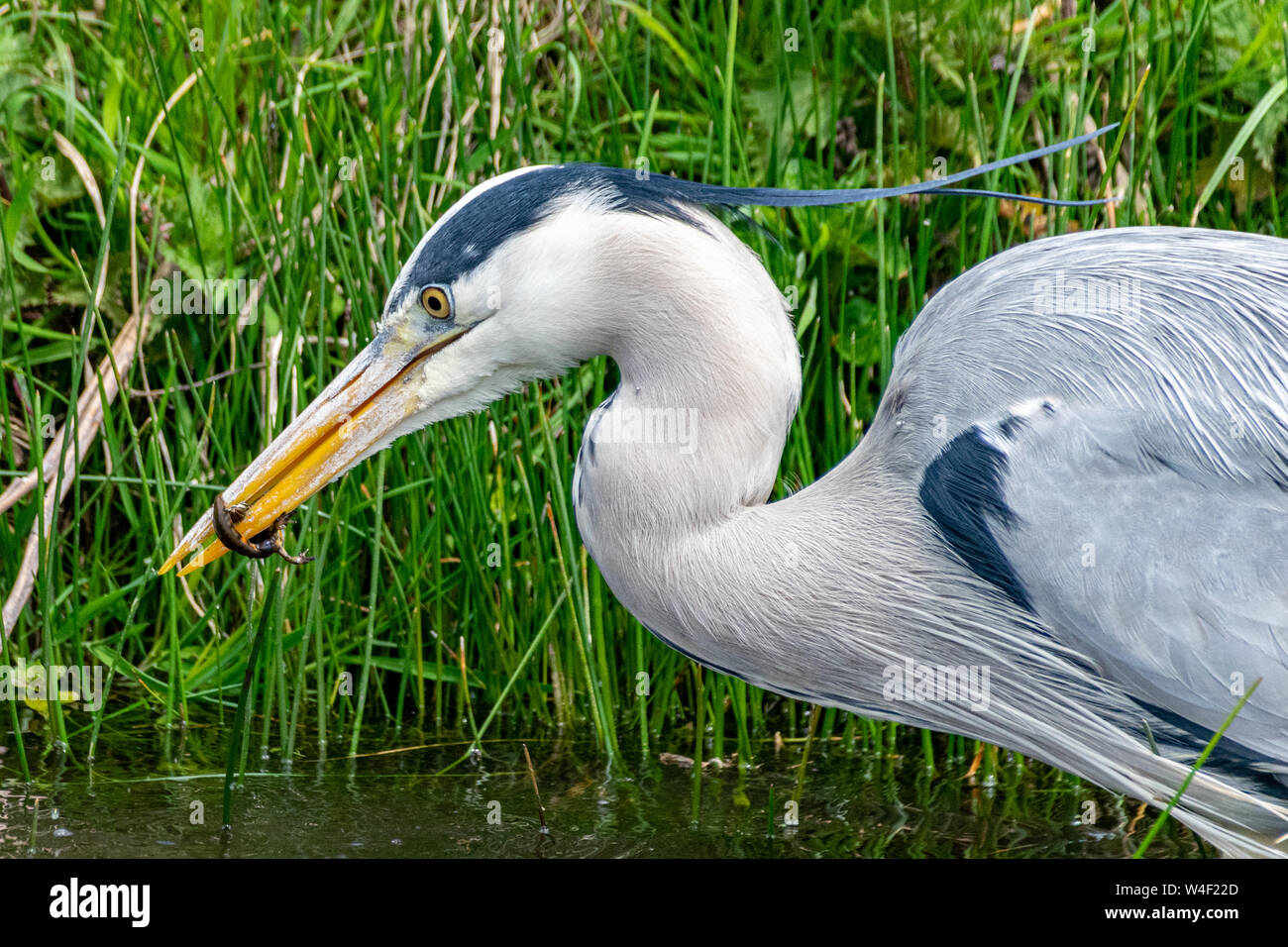 Airone cinerino (Ardea cinerea) caccia un tritone comune (Lissotriton vulgaris) poco profonda in acqua di fiume Foto Stock