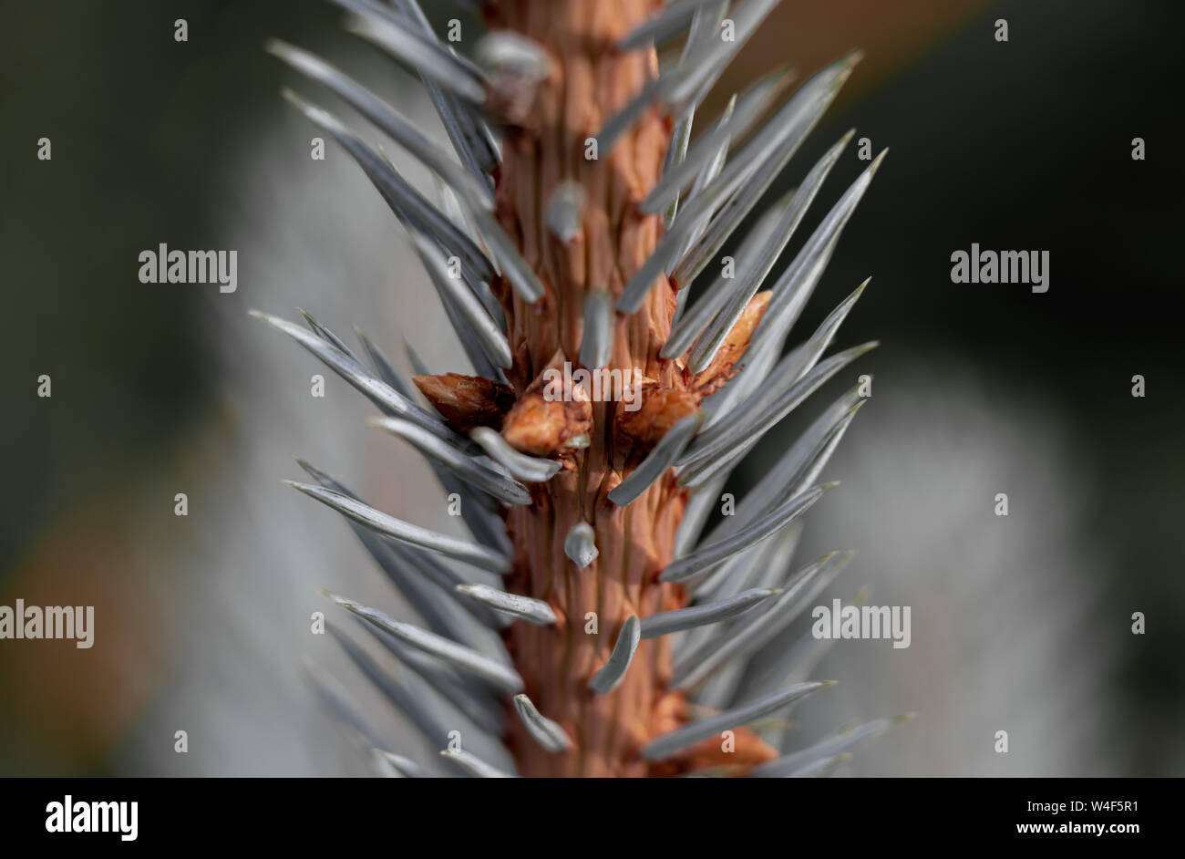 Stelo di silver spruce simile a un albero di inverno Foto Stock