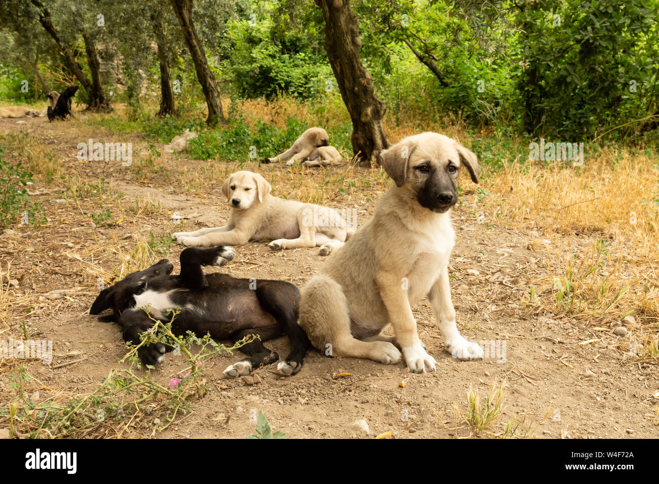 Street cuccioli di cane Foto Stock
