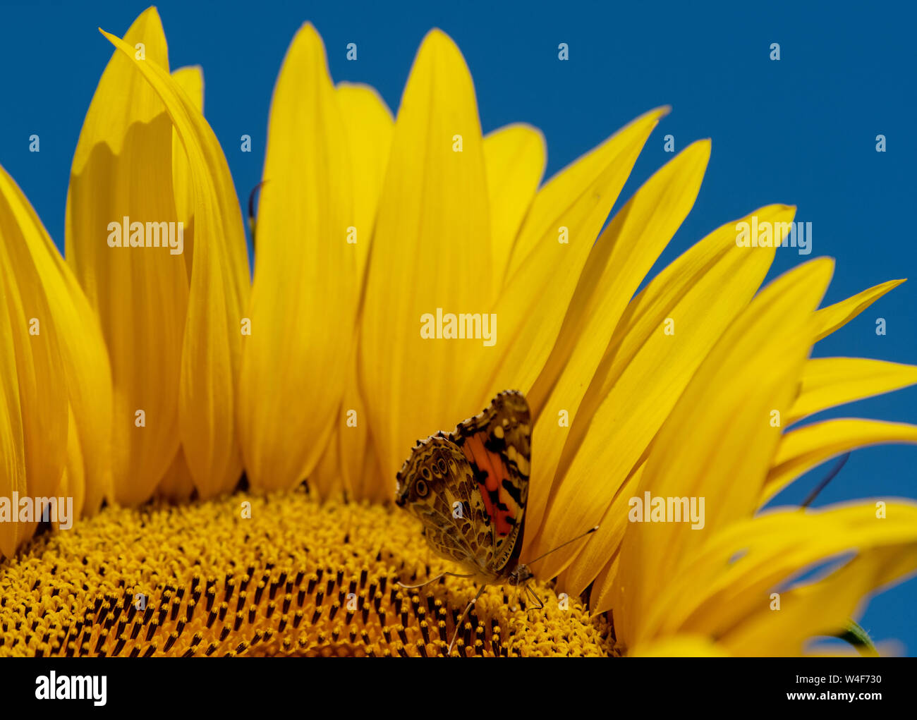 Ruggine, Germania. 23 Luglio, 2019. Una farfalla è seduta su un girasole. Credito: Patrick Seeger/dpa/Alamy Live News Foto Stock