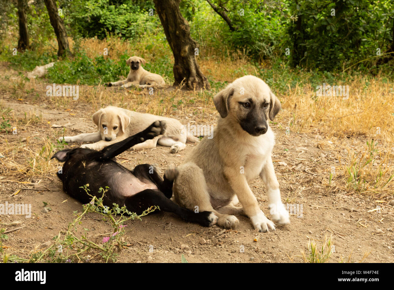 Street cuccioli di cane Foto Stock