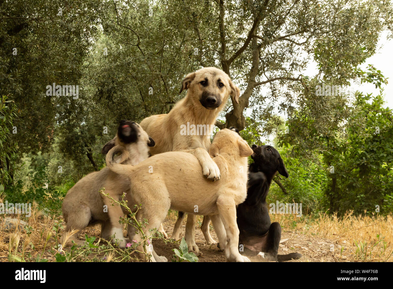 Street cuccioli di cane Foto Stock