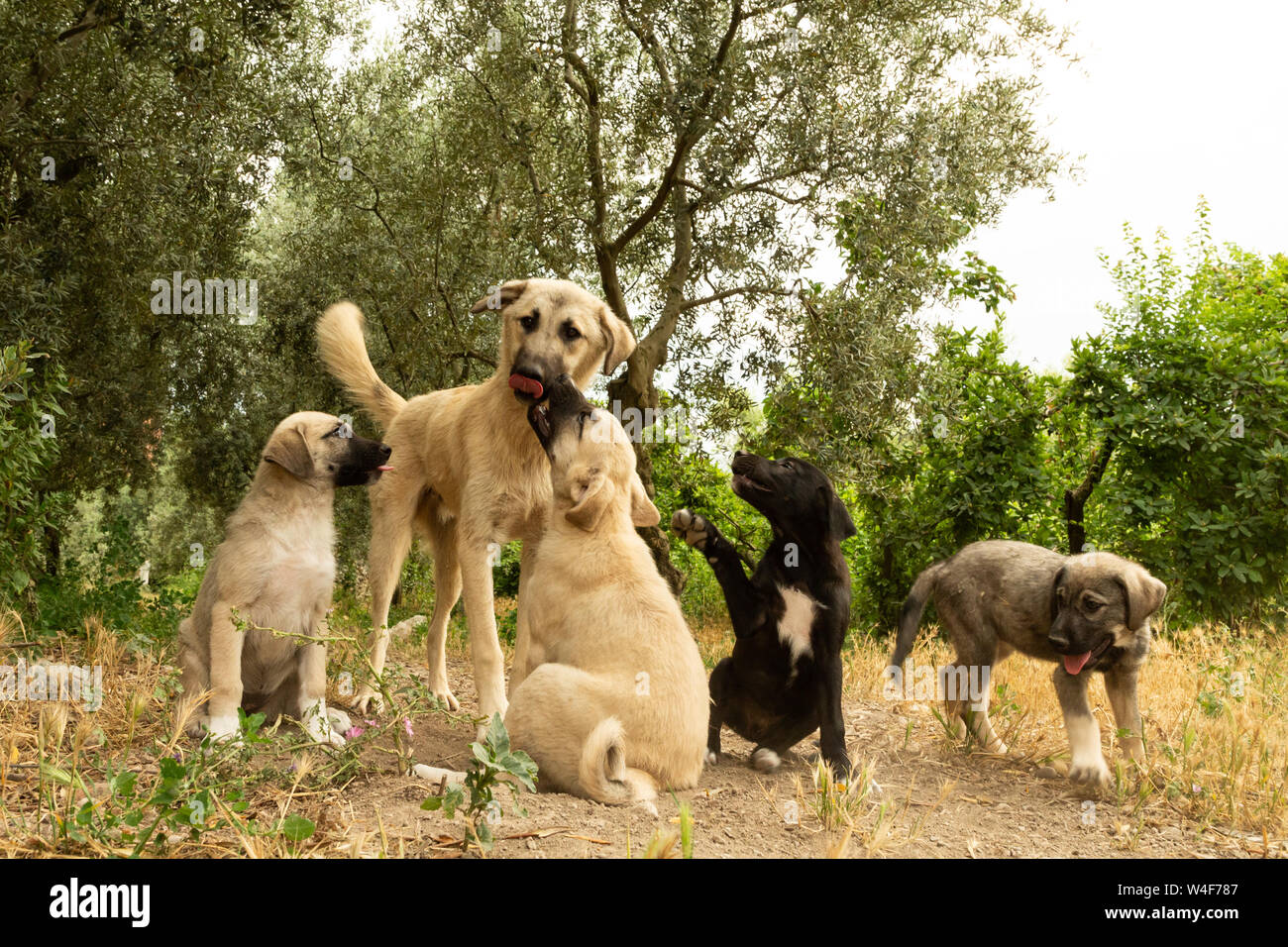 Street cuccioli di cane Foto Stock