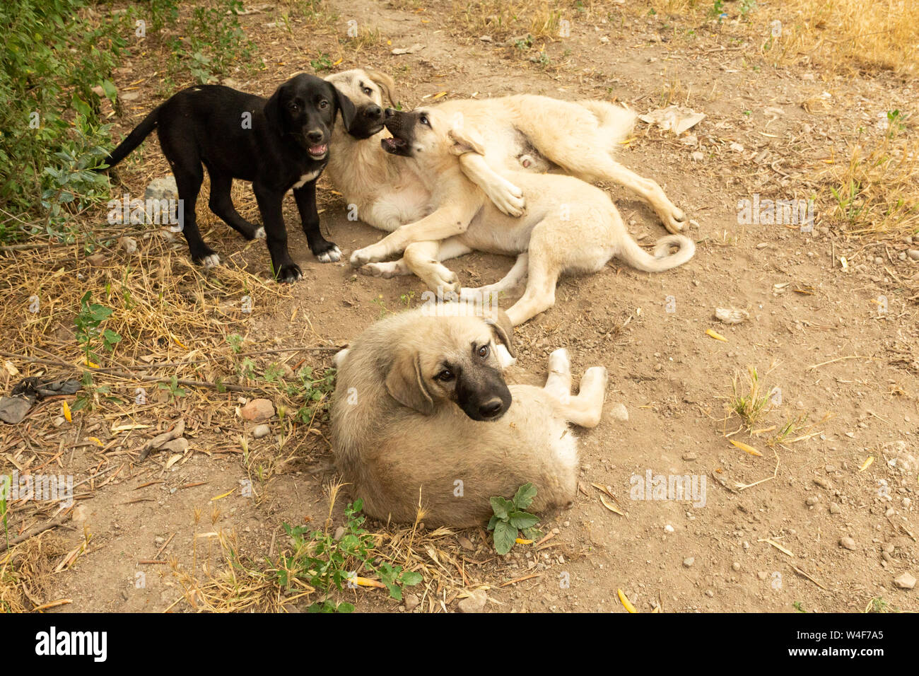 Street cuccioli di cane Foto Stock