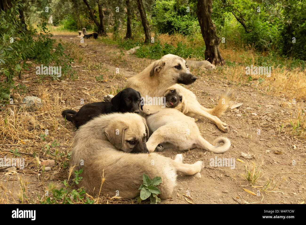 Street cuccioli di cane Foto Stock