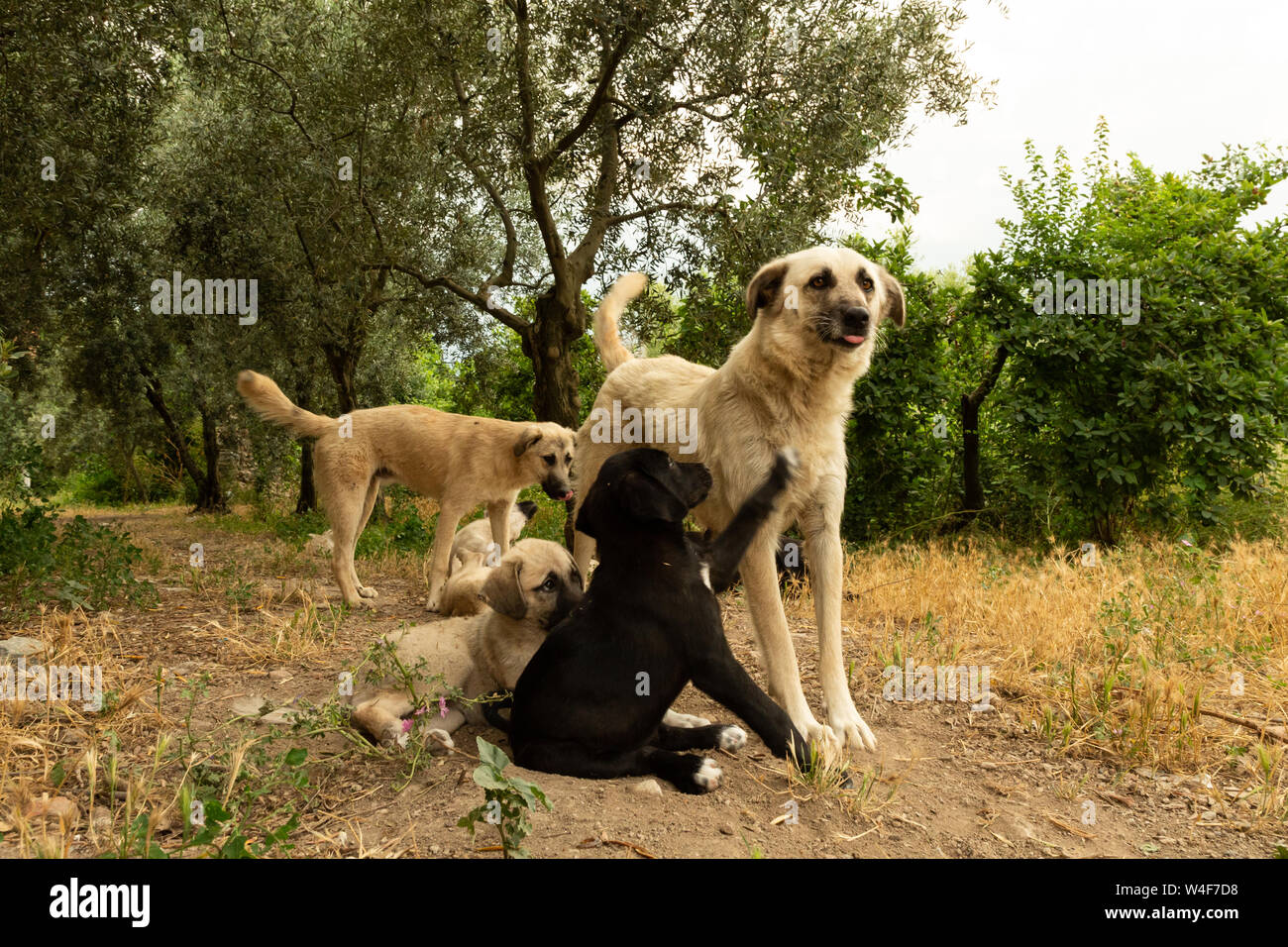 Street cuccioli di cane Foto Stock