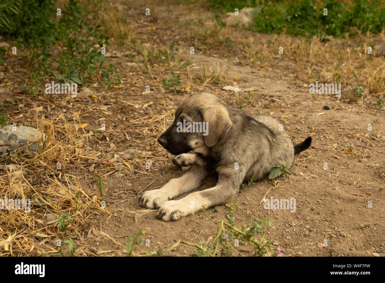 Street cuccioli di cane Foto Stock