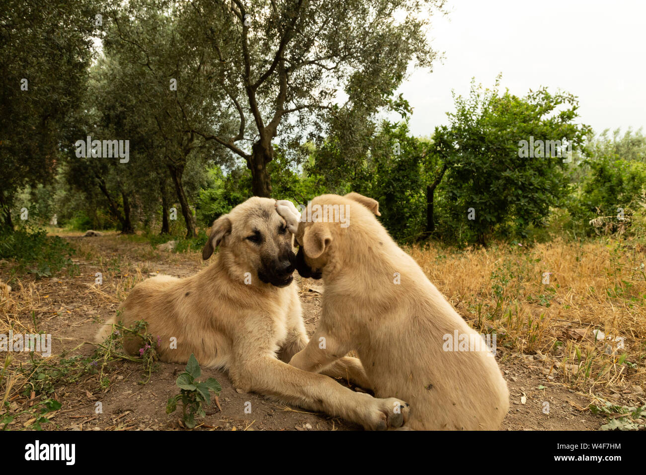 Street cuccioli di cane Foto Stock