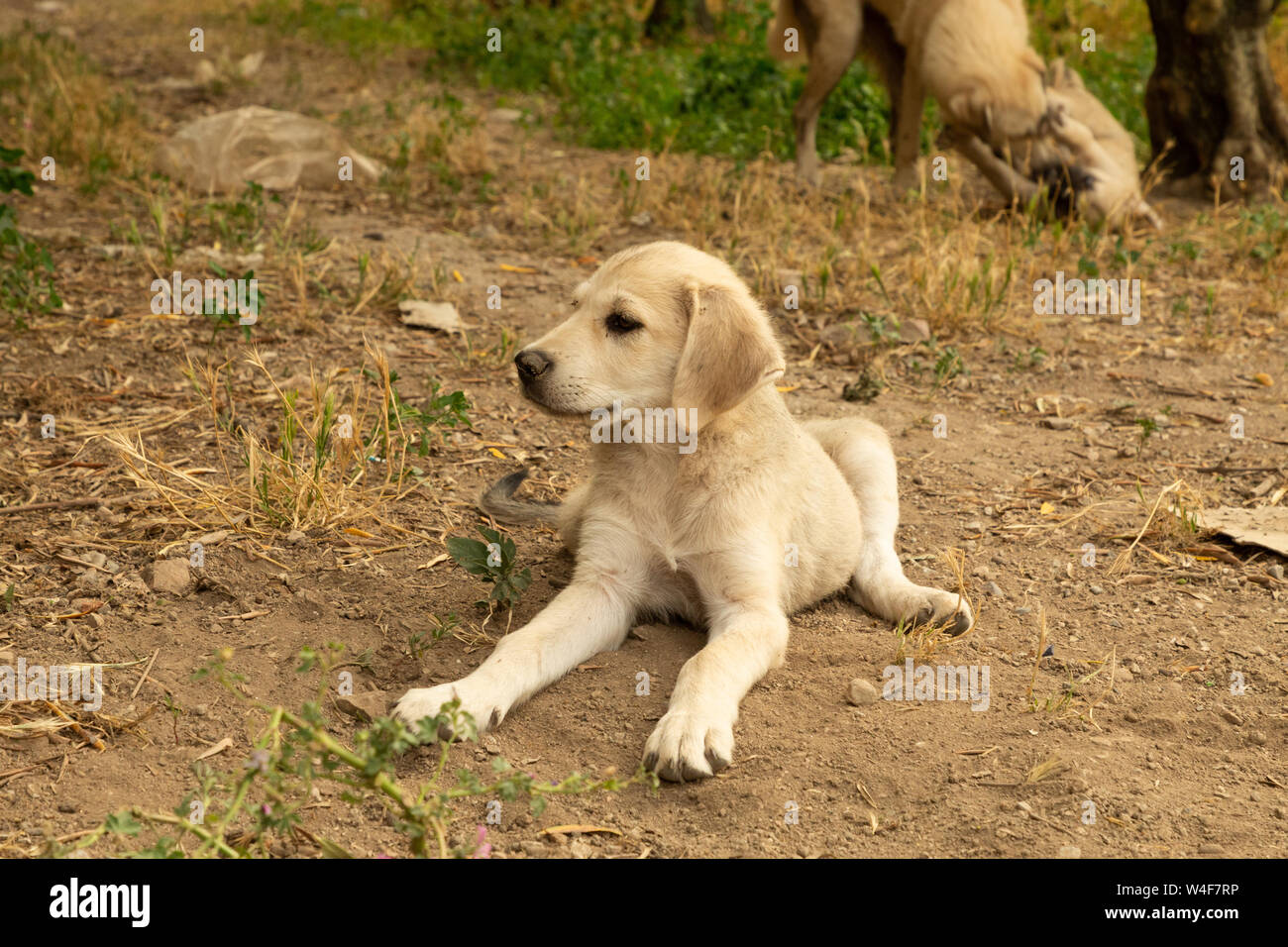 Street cuccioli di cane Foto Stock