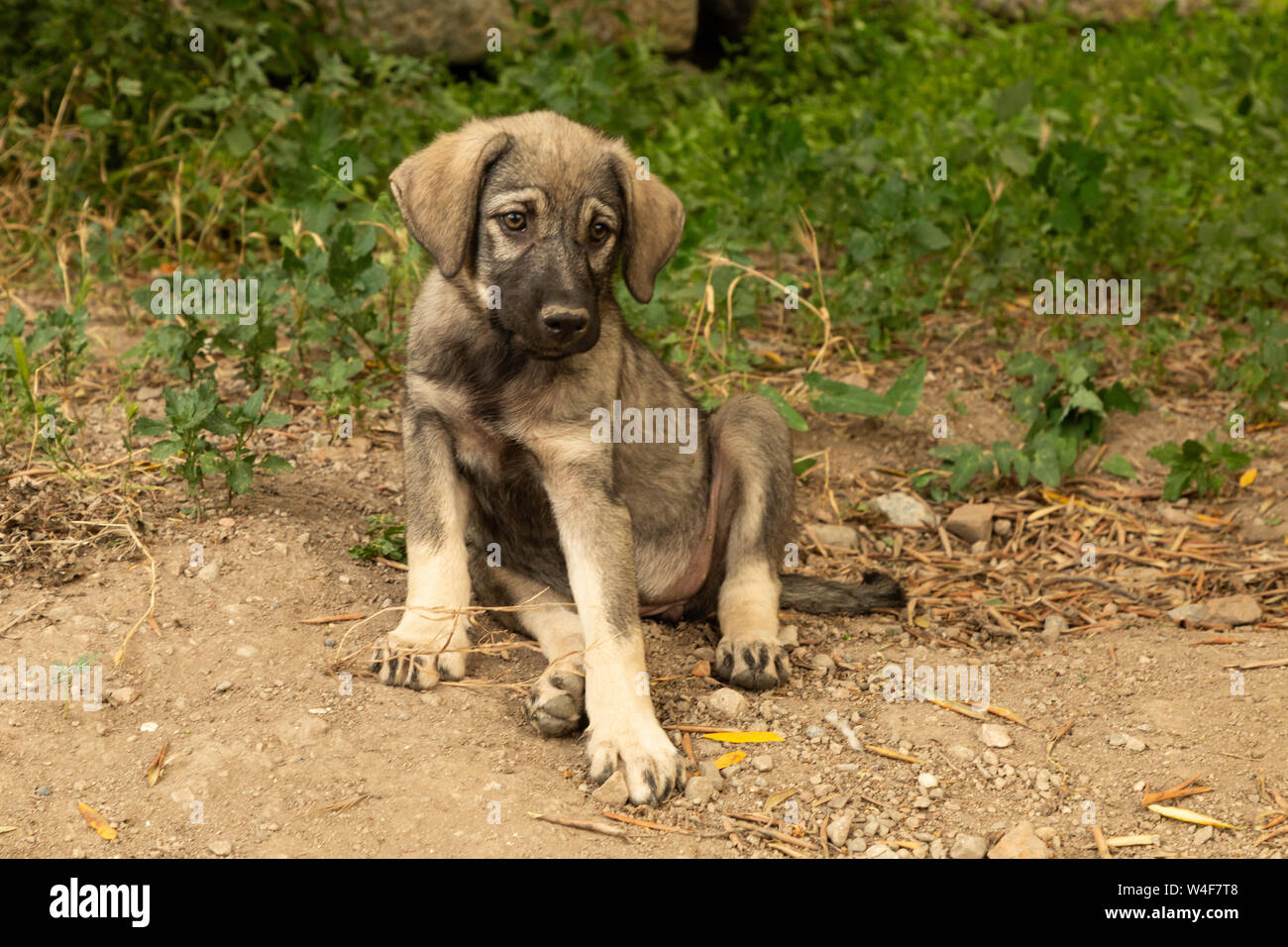 Street cuccioli di cane Foto Stock