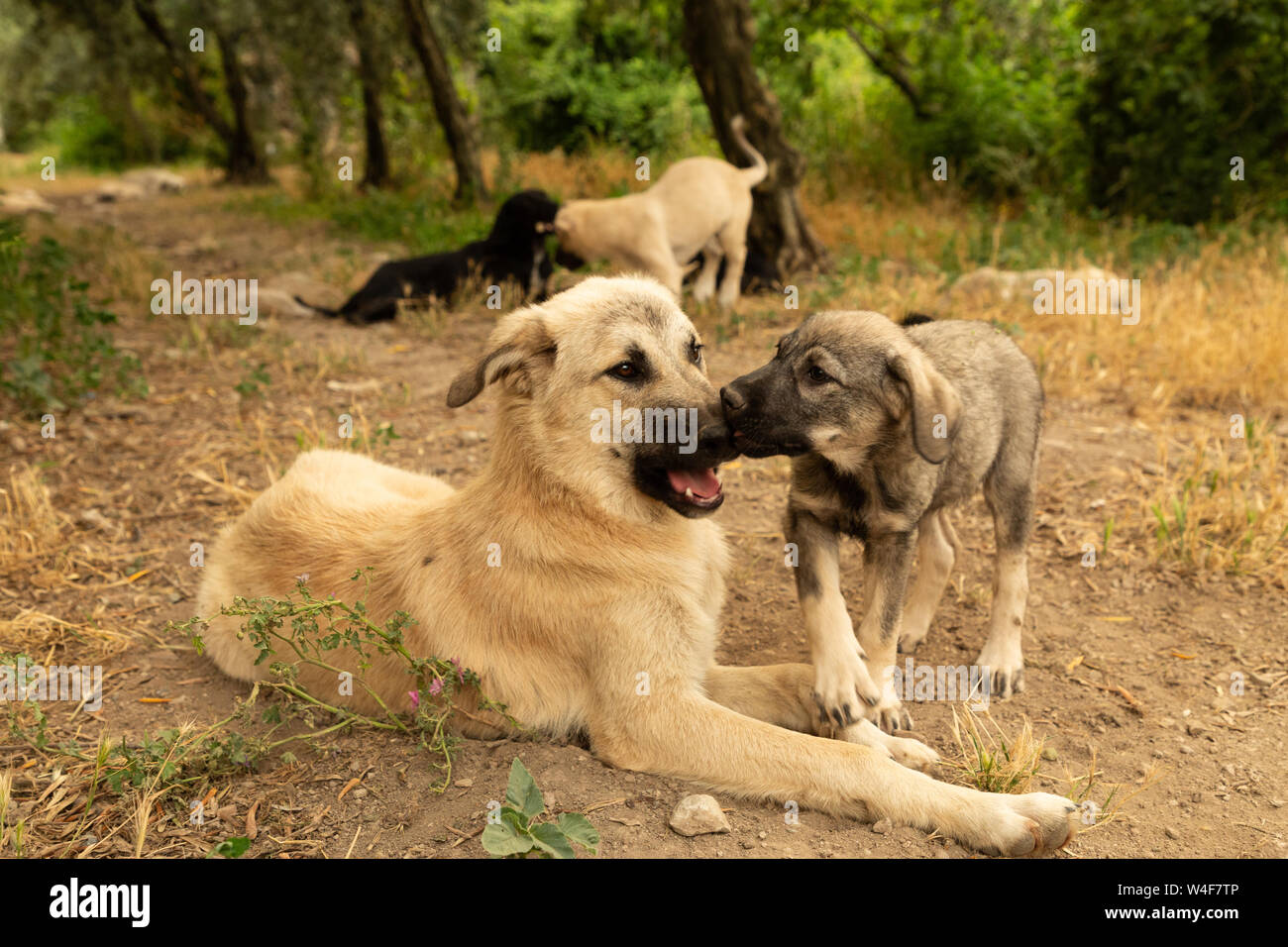 Street cuccioli di cane Foto Stock