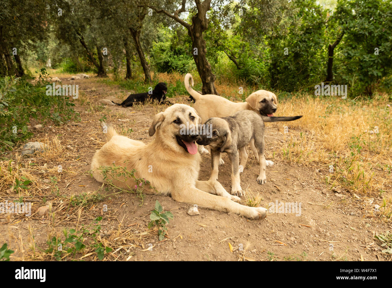 Street cuccioli di cane Foto Stock