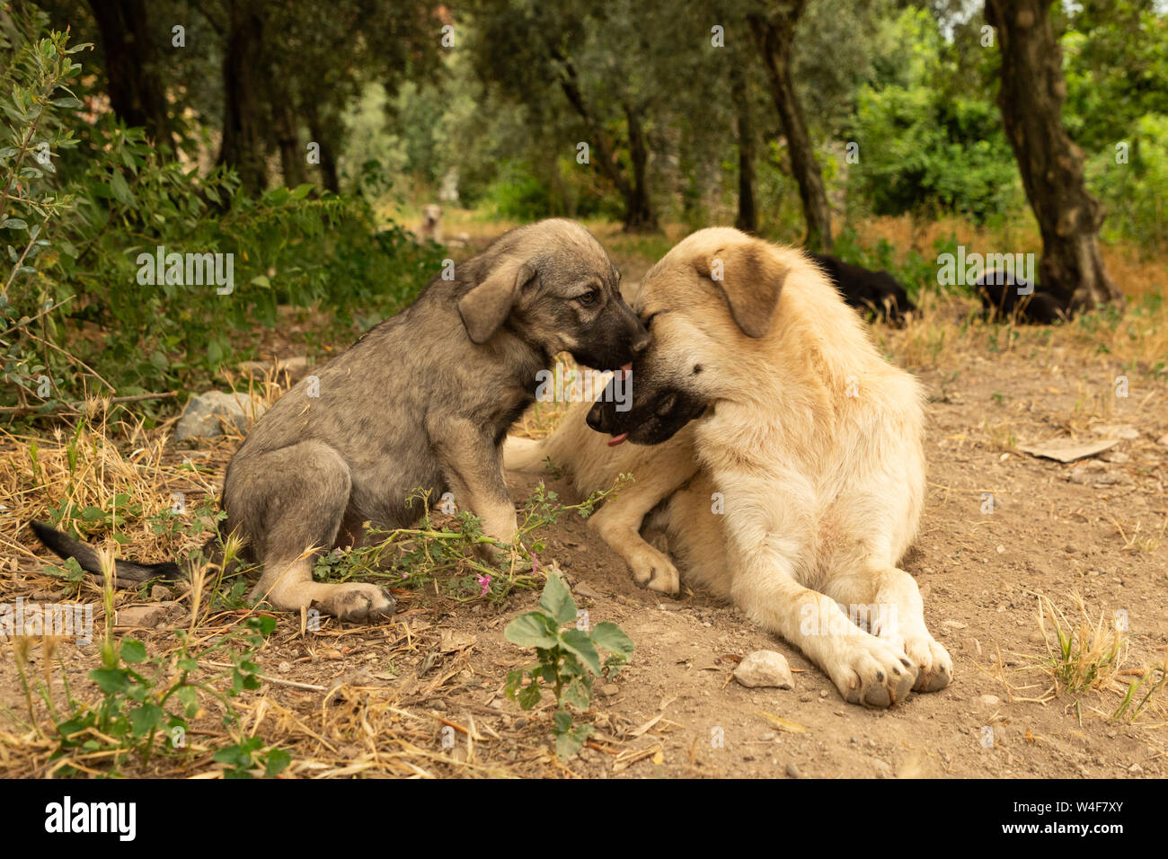 Street cuccioli di cane Foto Stock