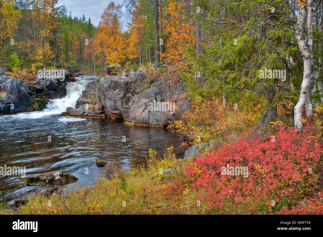 Cascata nella taiga forest:Scot pine (Pinus sylvestris), Norvegia abete rosso (Picea abies) e di betulla (Betula pubescens), sul terreno: Cowberry (Vaccinium vitis-idaea), Mirtillo(Vaccinium myrtillus), Ruska tempo (autunno), Pallas-Yllastunturi National Park, Lapponia, Finlandia Foto Stock