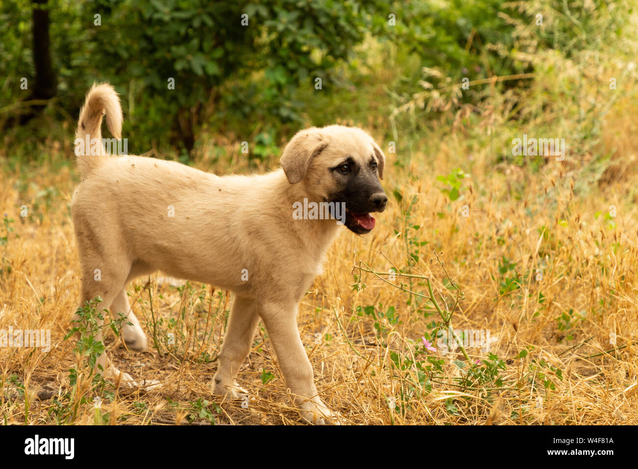 Street cuccioli di cane Foto Stock