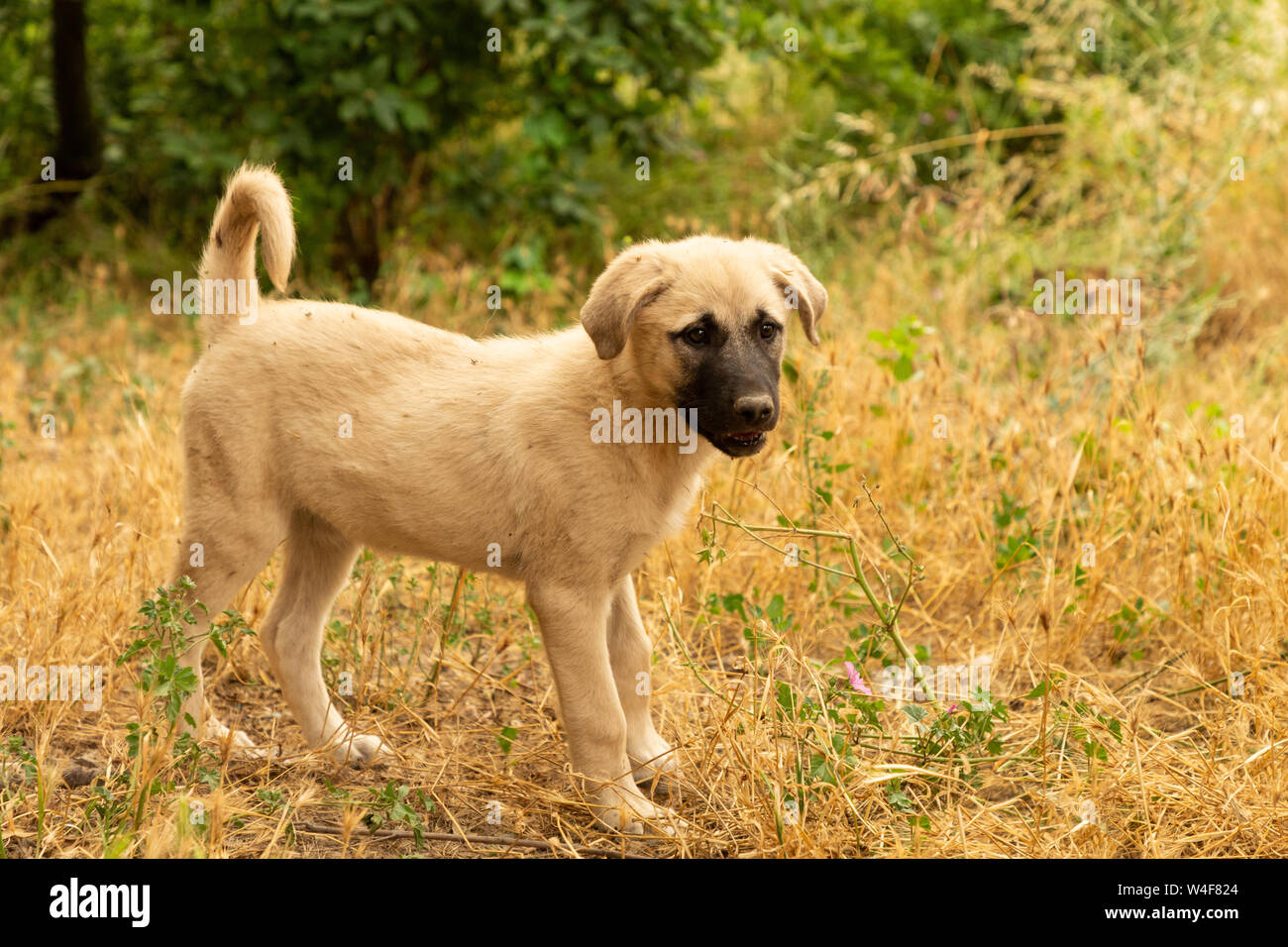 Street cuccioli di cane Foto Stock