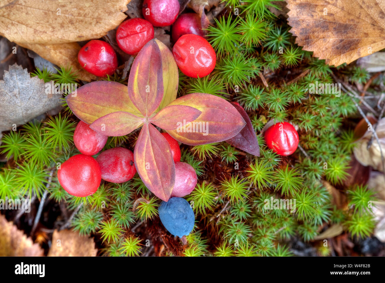 Nano o Lapponia Corniolo (Cornus suecica), Mirtillo(Vaccinium myrtillus), la taiga forest, Brook-lato bosco understorey, Ruska tempo (autunno), Pallas-Yllastunturi National Park, Lapponia, Finlandia Foto Stock