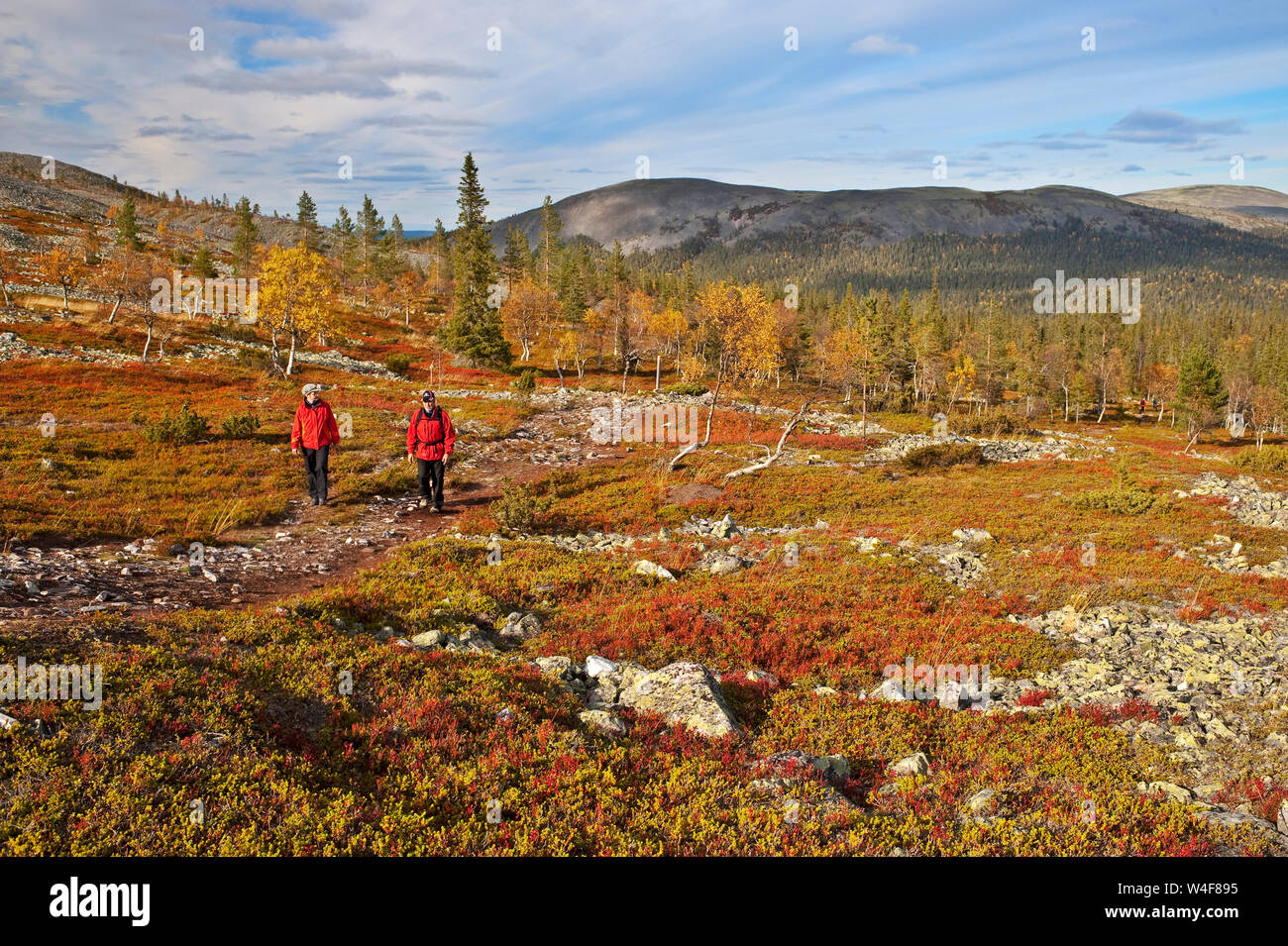 E Kellostapuli Keskisenlaki fells, escursionisti, taiga forest:Scot pine (Pinus sylvestris), Norvegia abete rosso (Picea abies) e montagna (betulla Betula pubescens ssp. czerepanovii), sul terreno: Montagna Crowberry (Empetrum nigrum subsp. hermaphroditum), Cowberry (Vaccinium vitis-idaea), Mirtillo(Vaccinium myrtillus), Ruska tempo (autunno), Pallas-Yllastunturi National Park, Lapponia, Finlandia Foto Stock