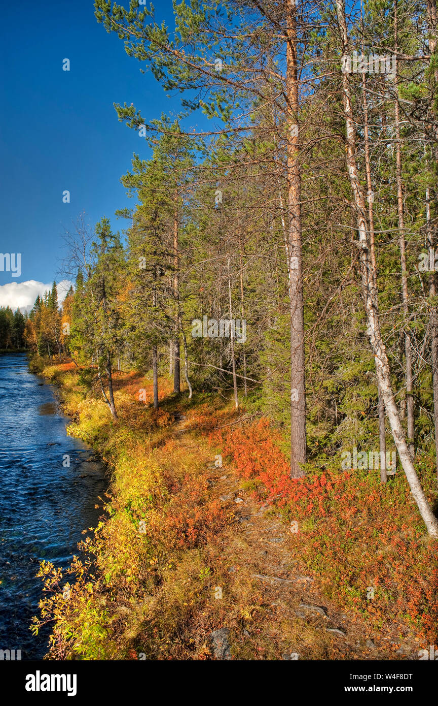 La taiga forest, Scot pine (Pinus sylvestris), Ruska tempo (autunno), Pallas-Yllastunturi National Park, Lapponia, Finlandia Foto Stock